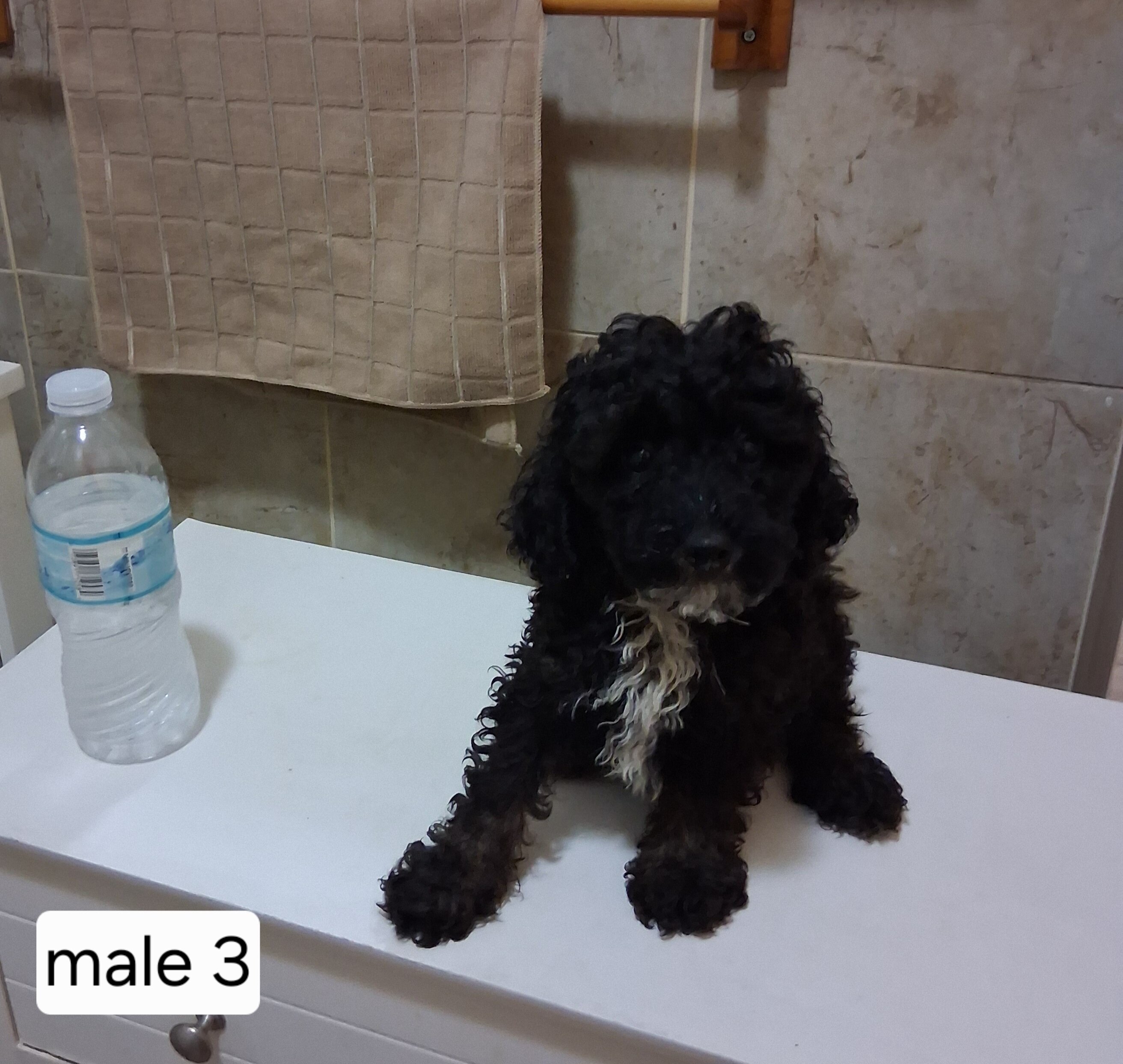 Miniature poodle puppies image 4