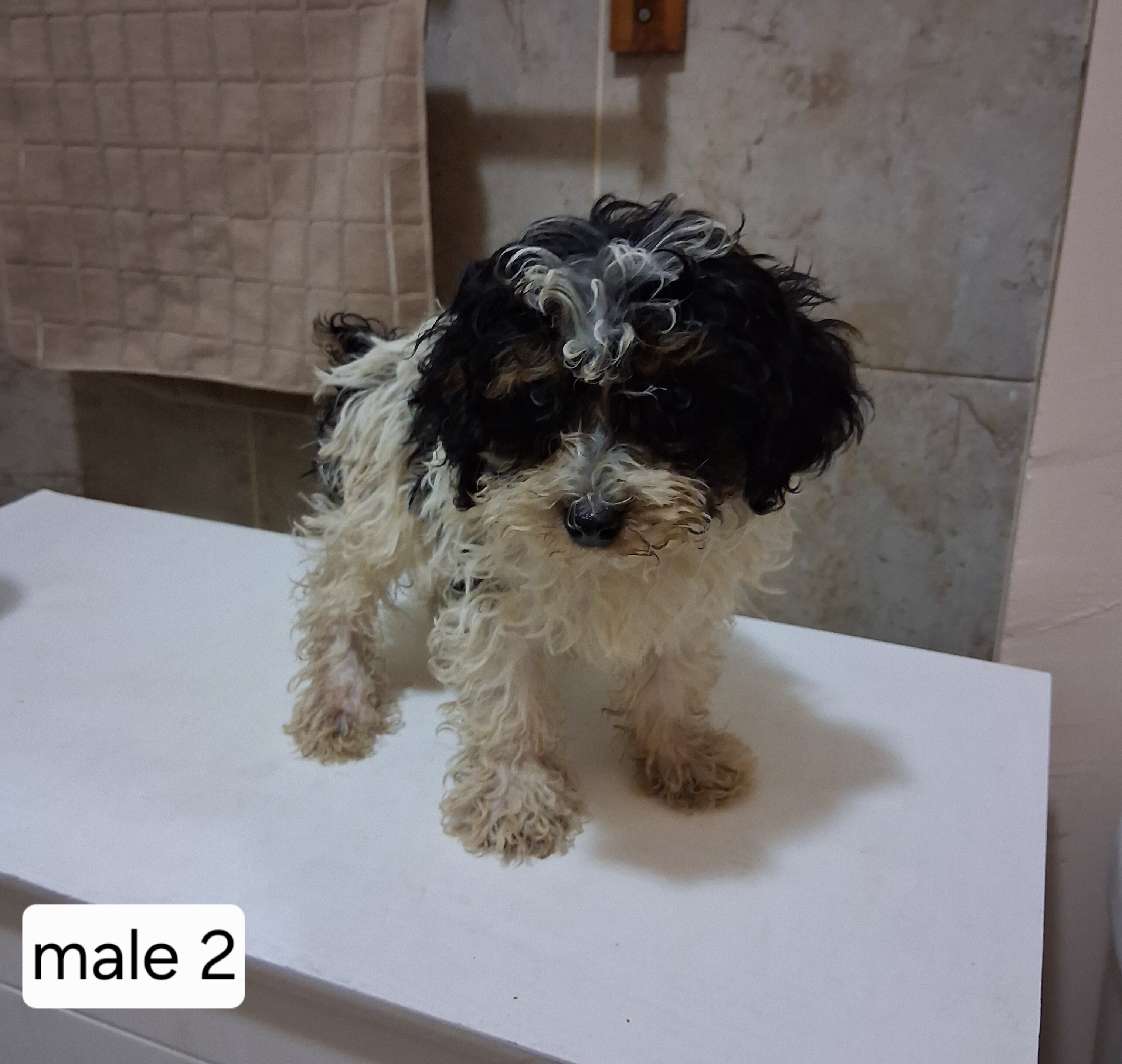 Miniature poodle puppies image 5