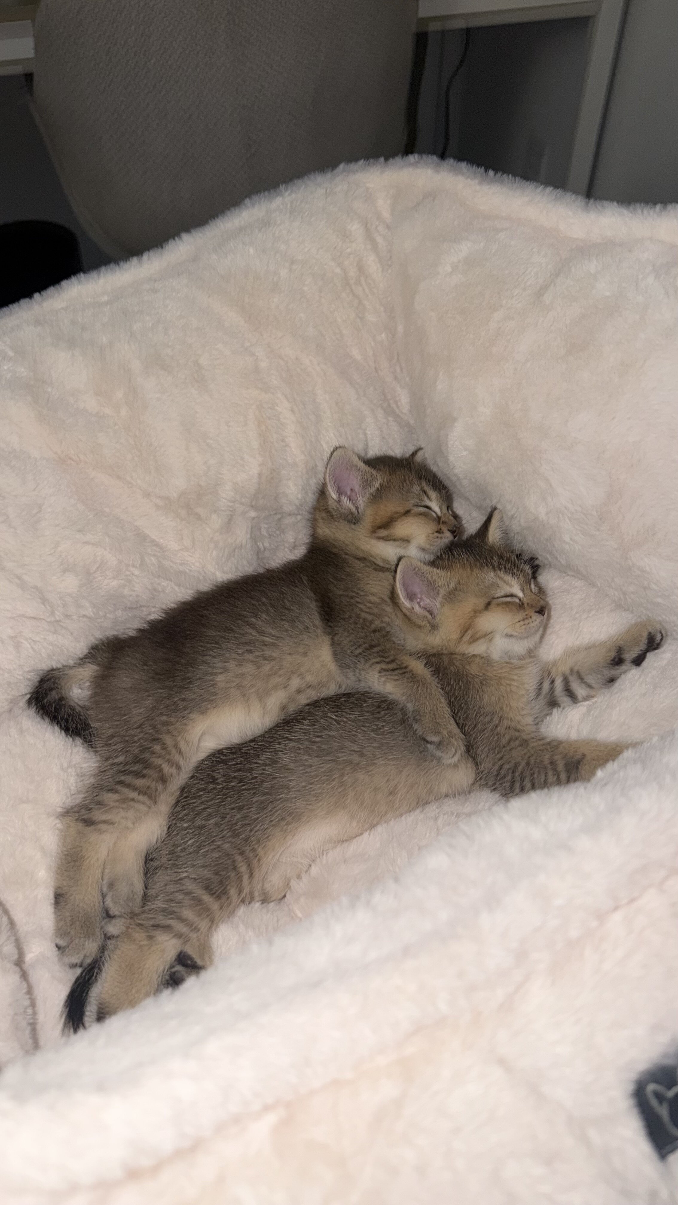 British Shorthair Kittens for Sale image 1