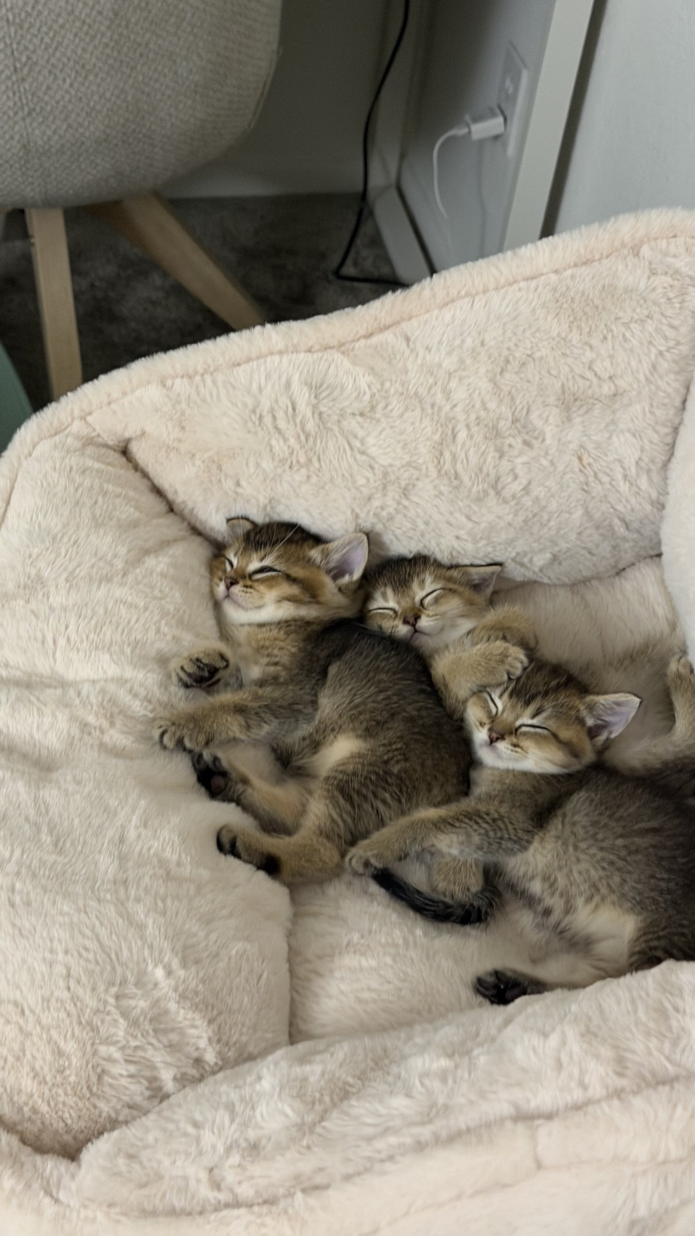 British Shorthair Kittens for Sale image 2