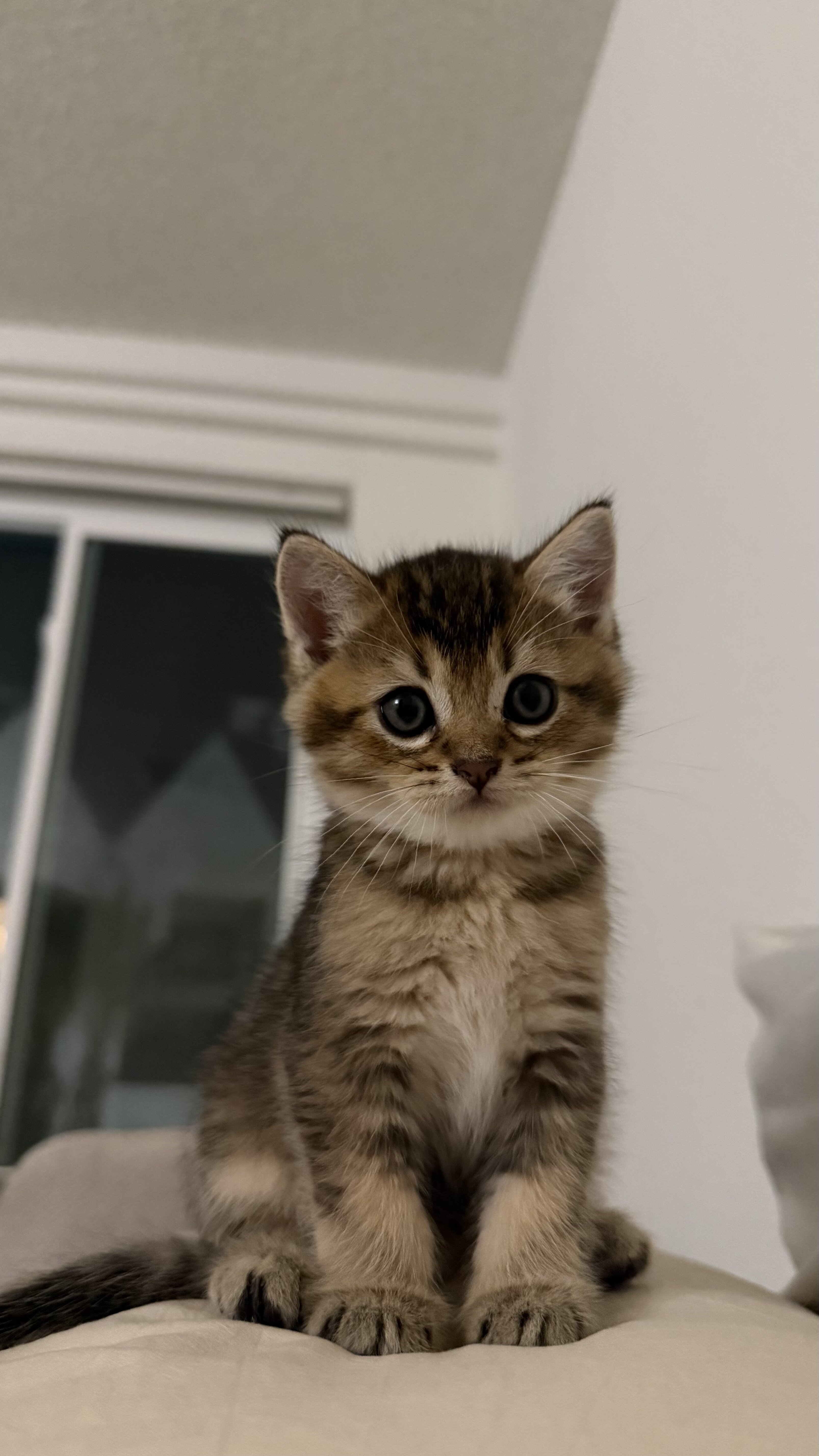British Shorthair Kittens for Sale image 3