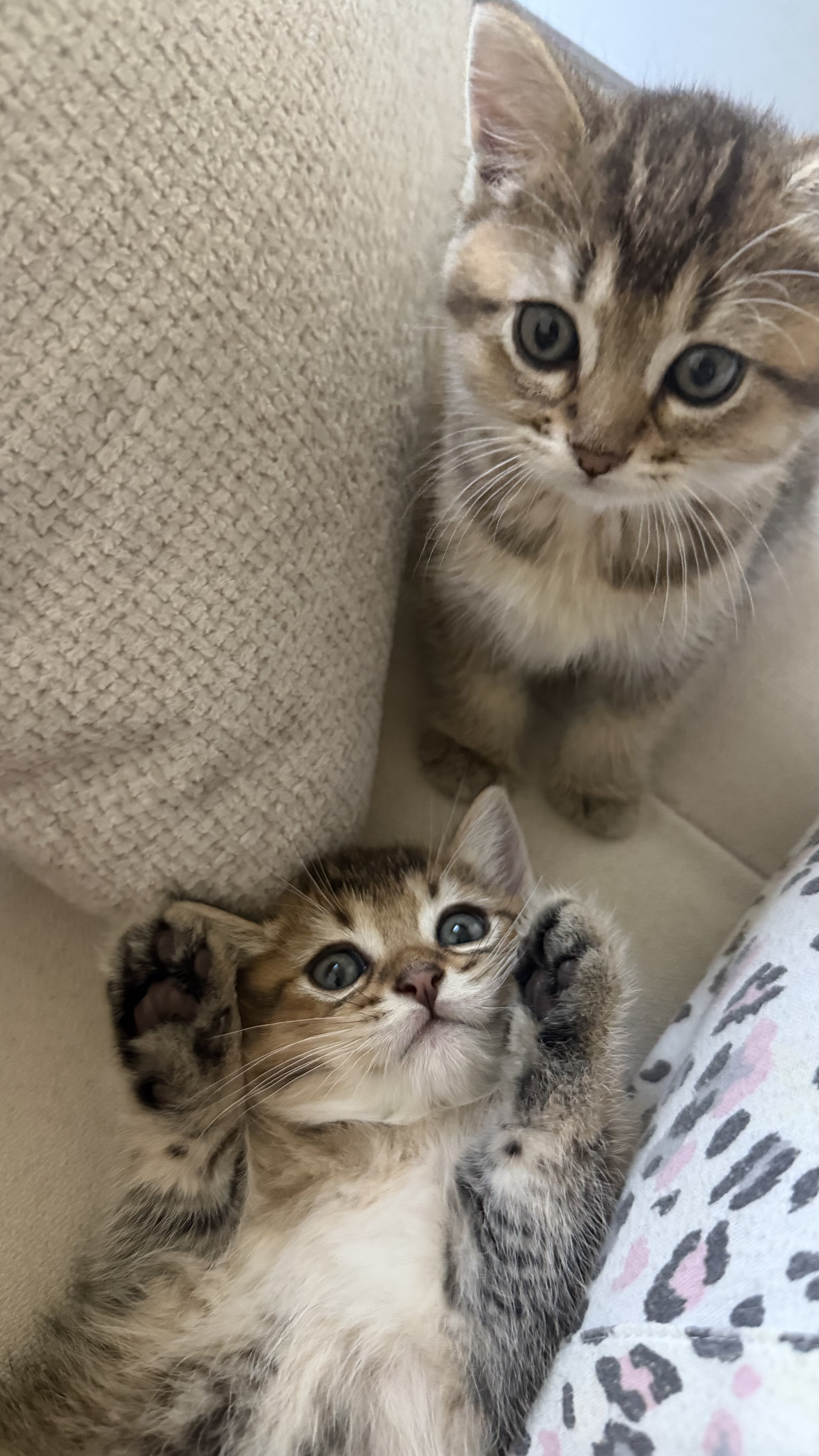 British Shorthair Kittens for Sale image 4