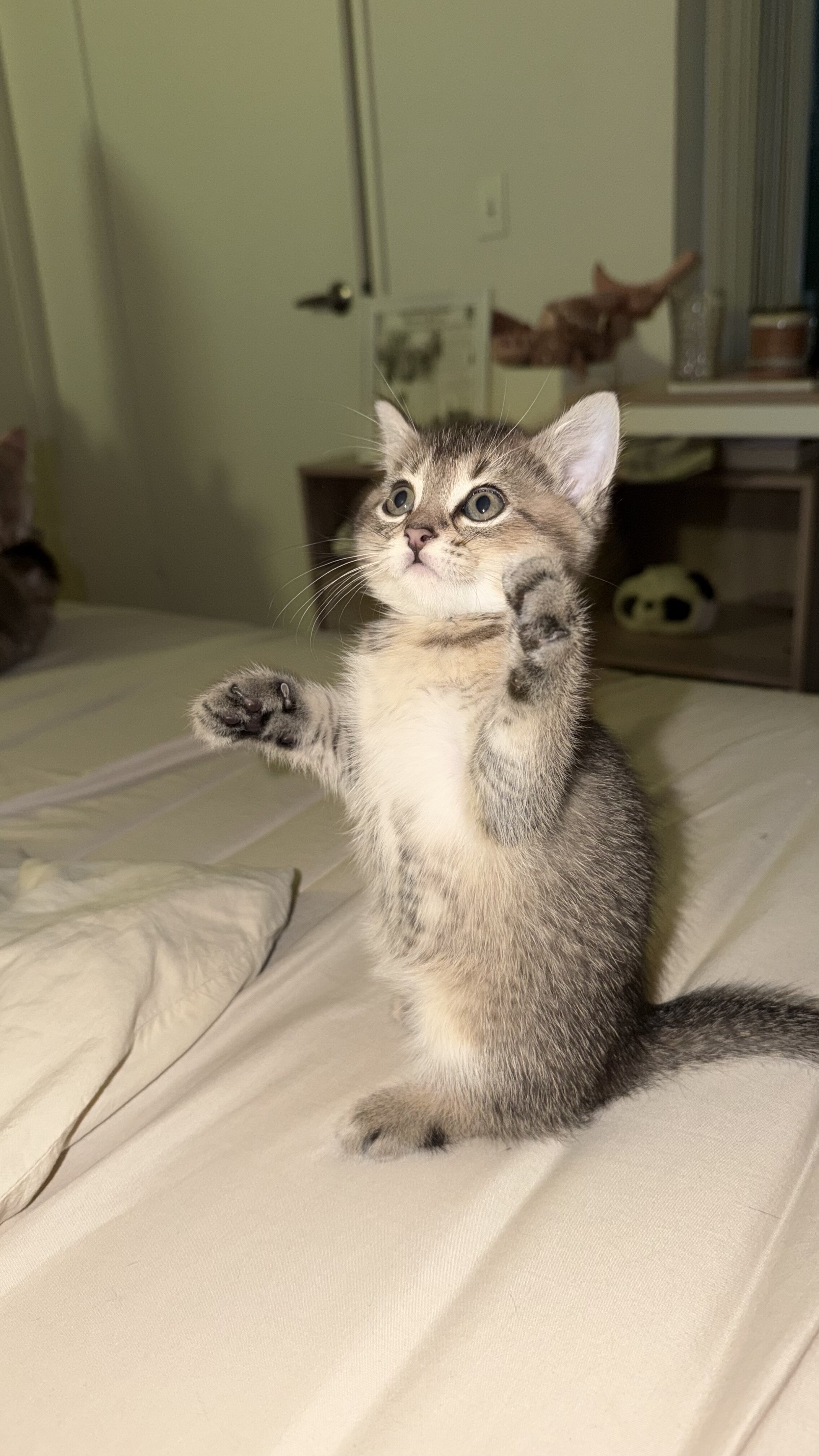 British Shorthair Kittens for Sale image 8