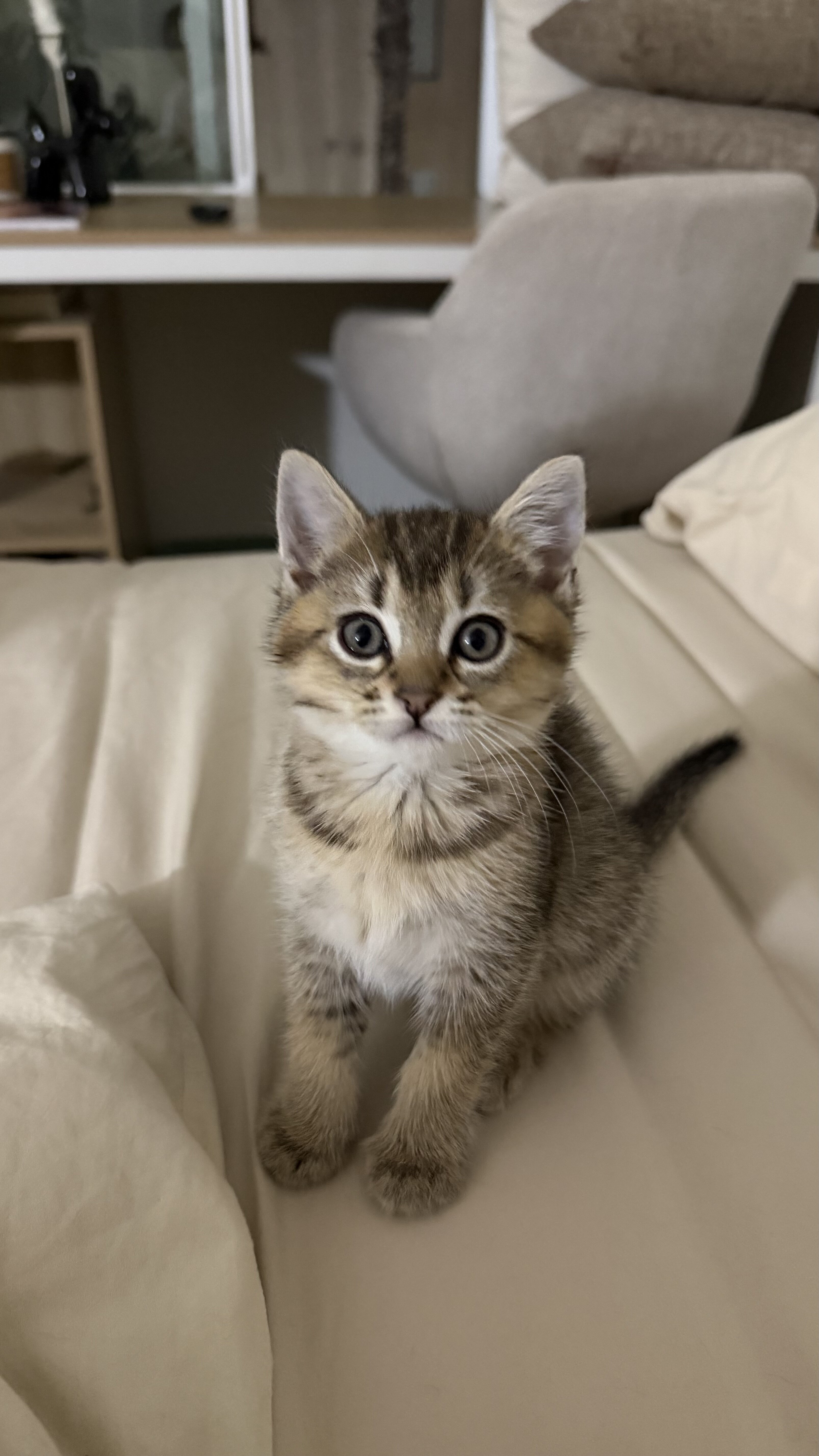 British Shorthair Kittens for Sale image 6