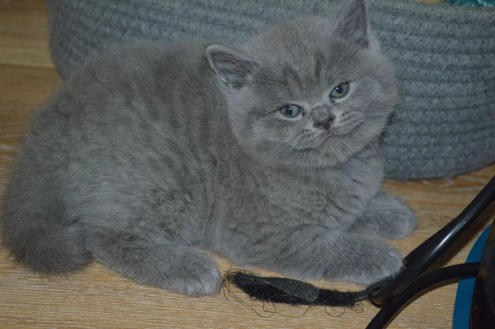 🐱✨ Beautiful British Shorthair Kittens Available image 1