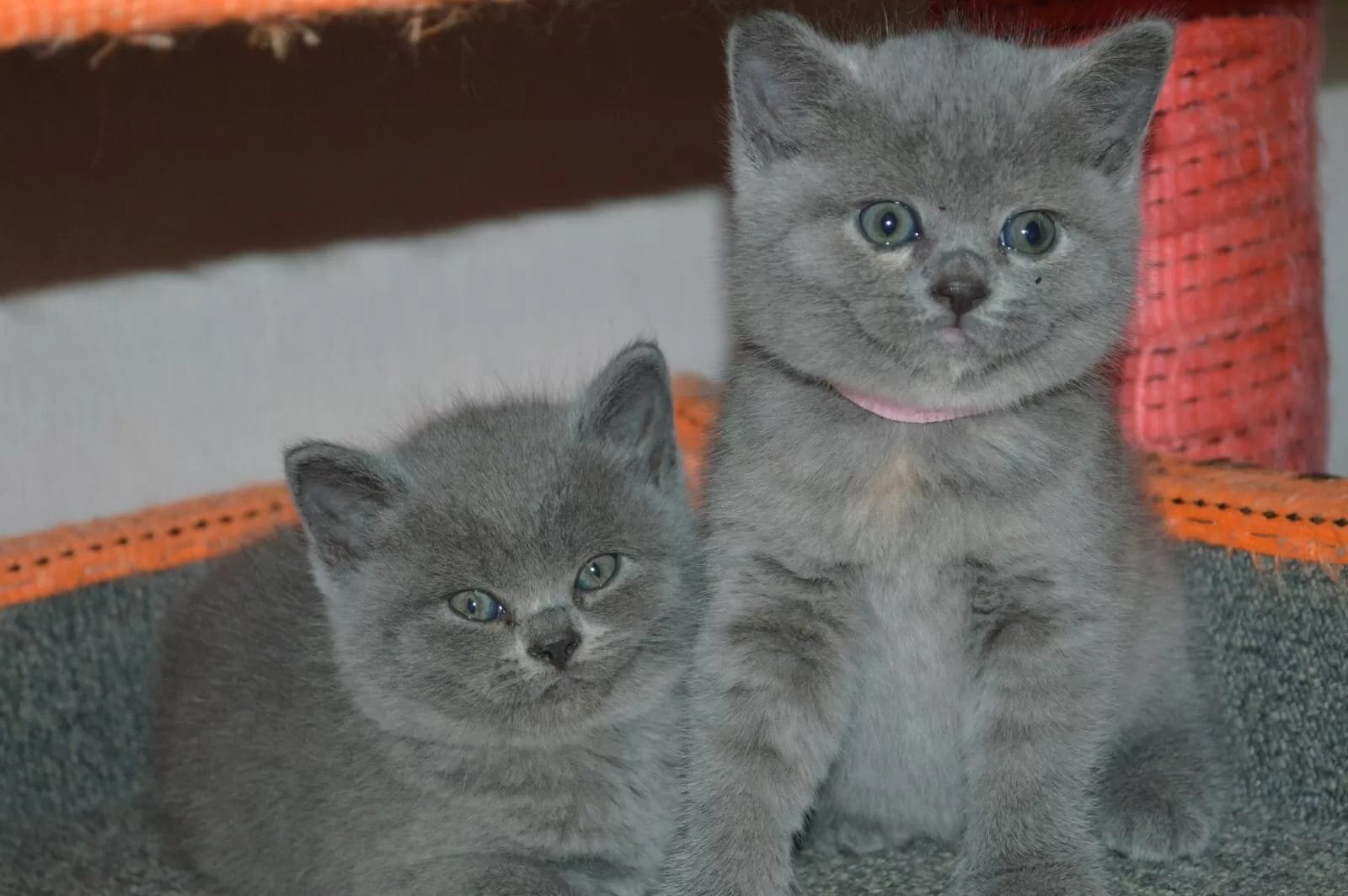 🐱✨ Beautiful British Shorthair Kittens Available image 3