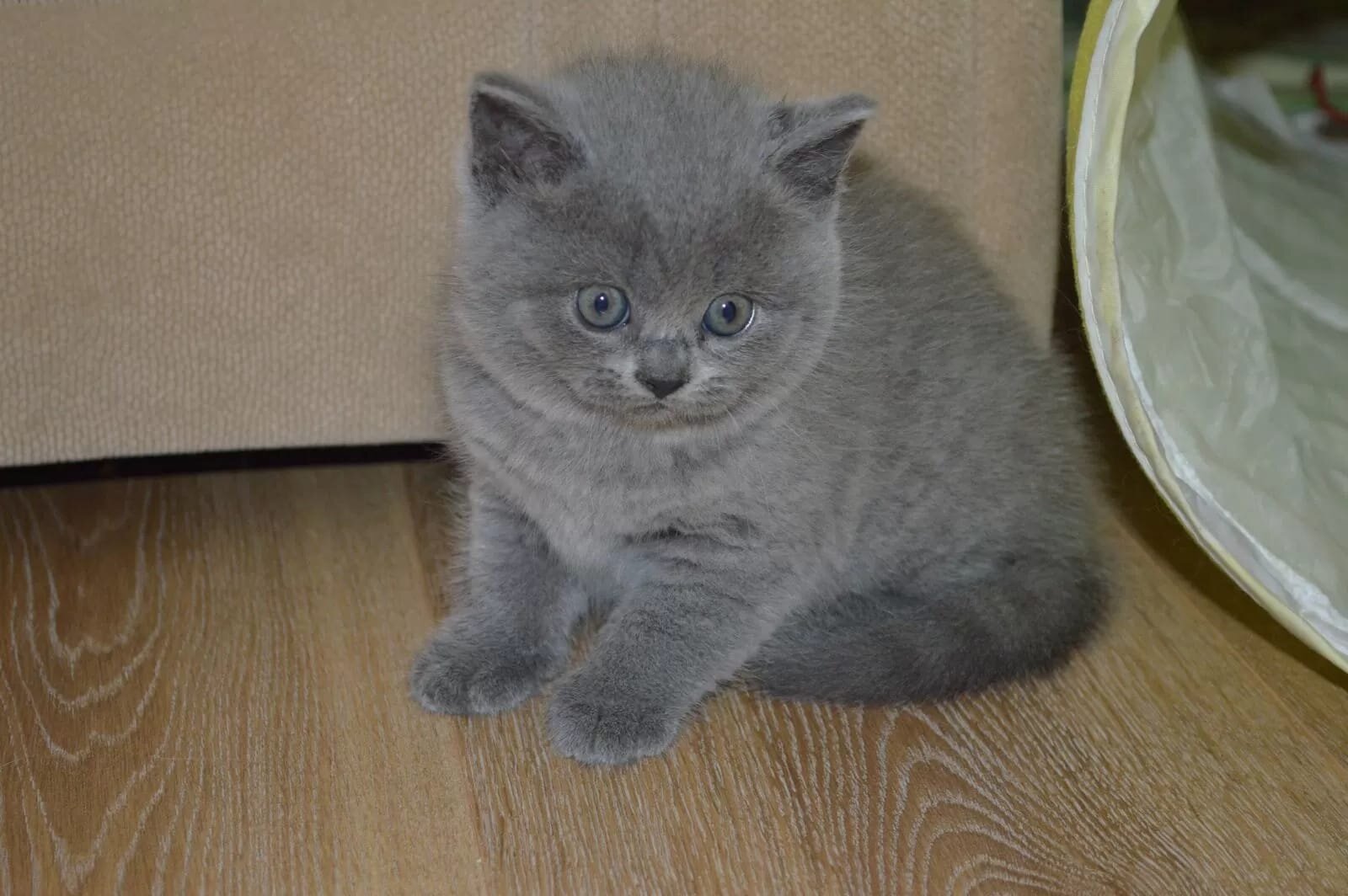 🐱✨ Beautiful British Shorthair Kittens Available image 2