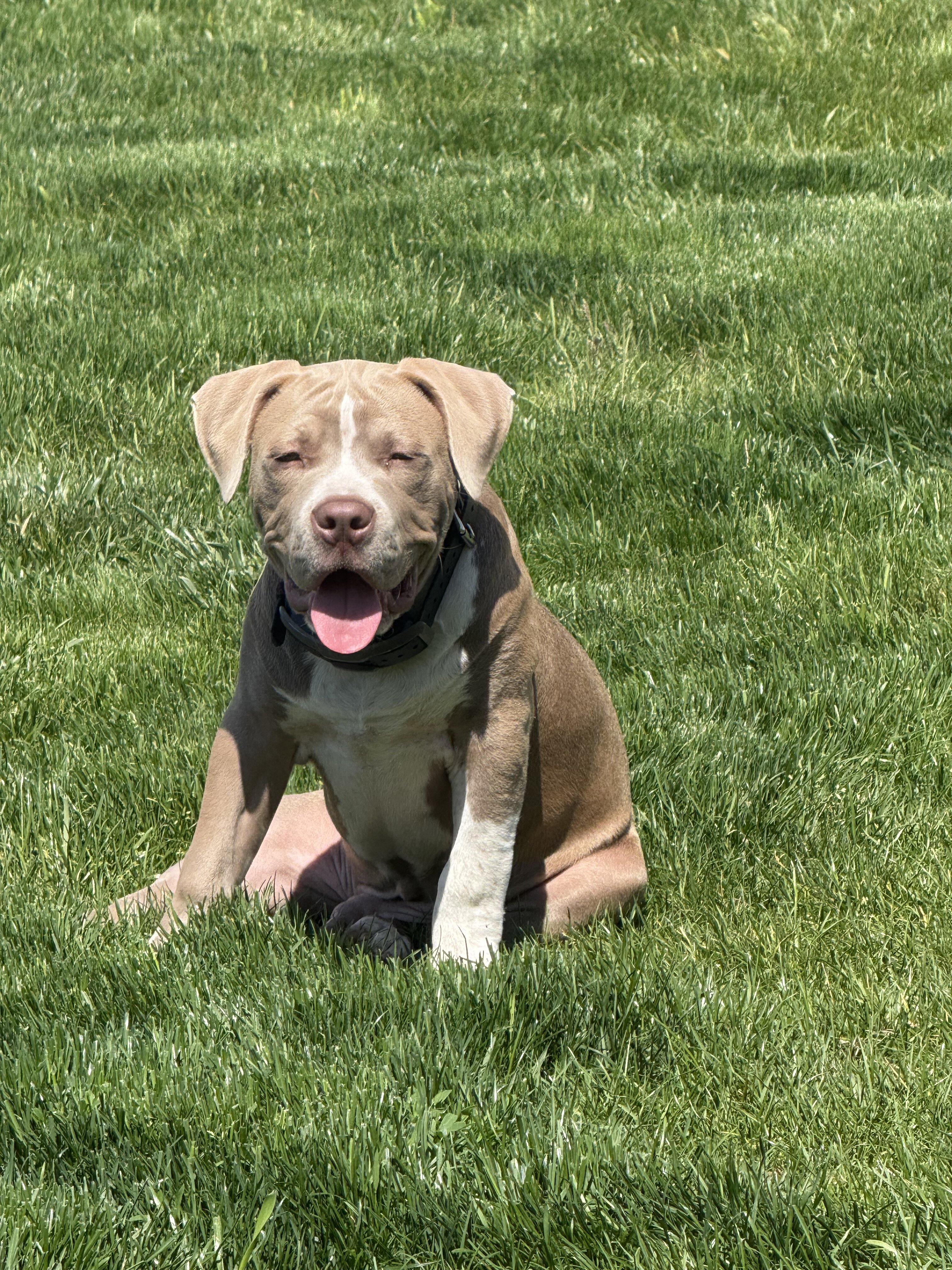 Puppy American bully image 4