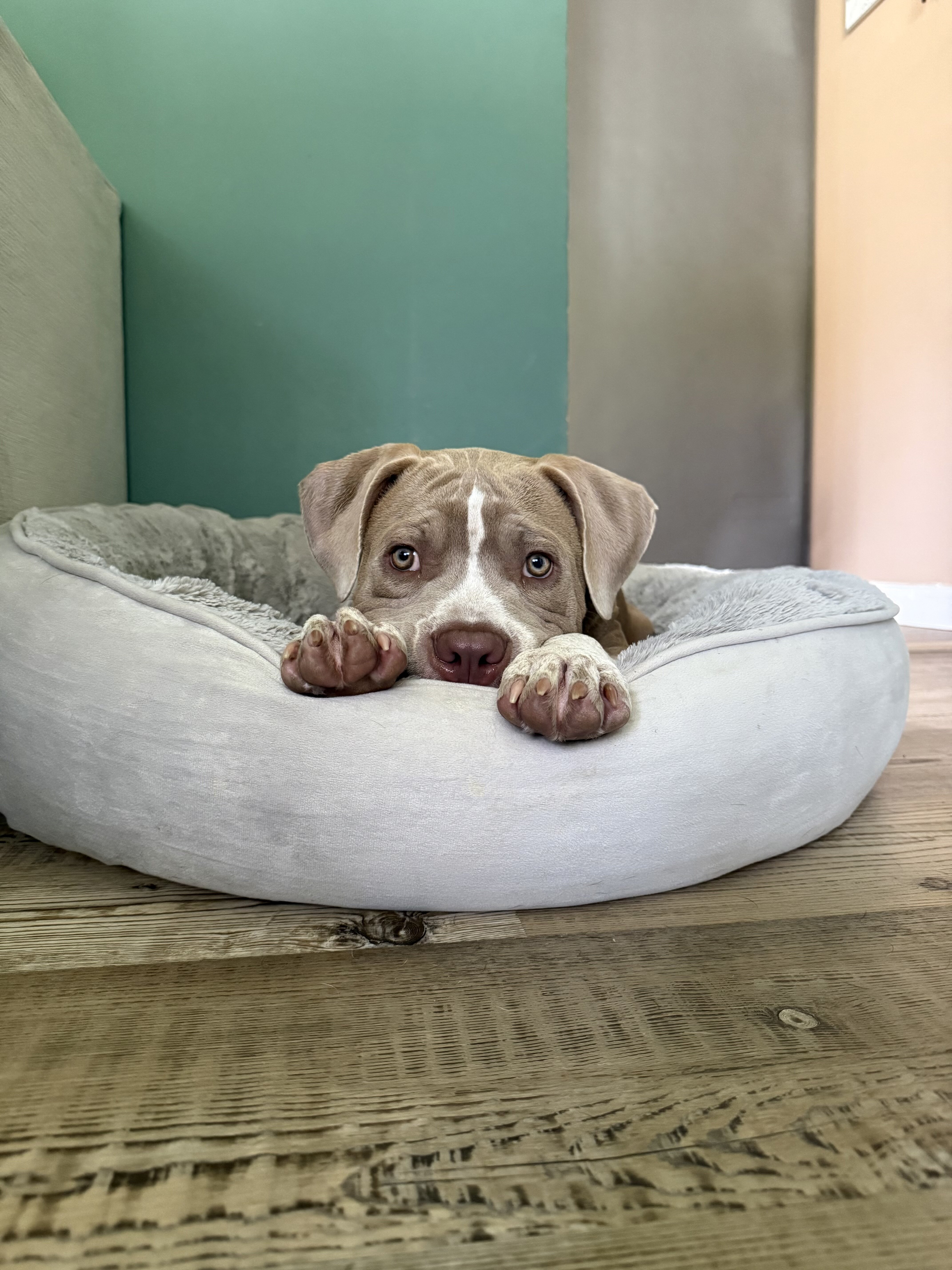 Puppy American bully image 2