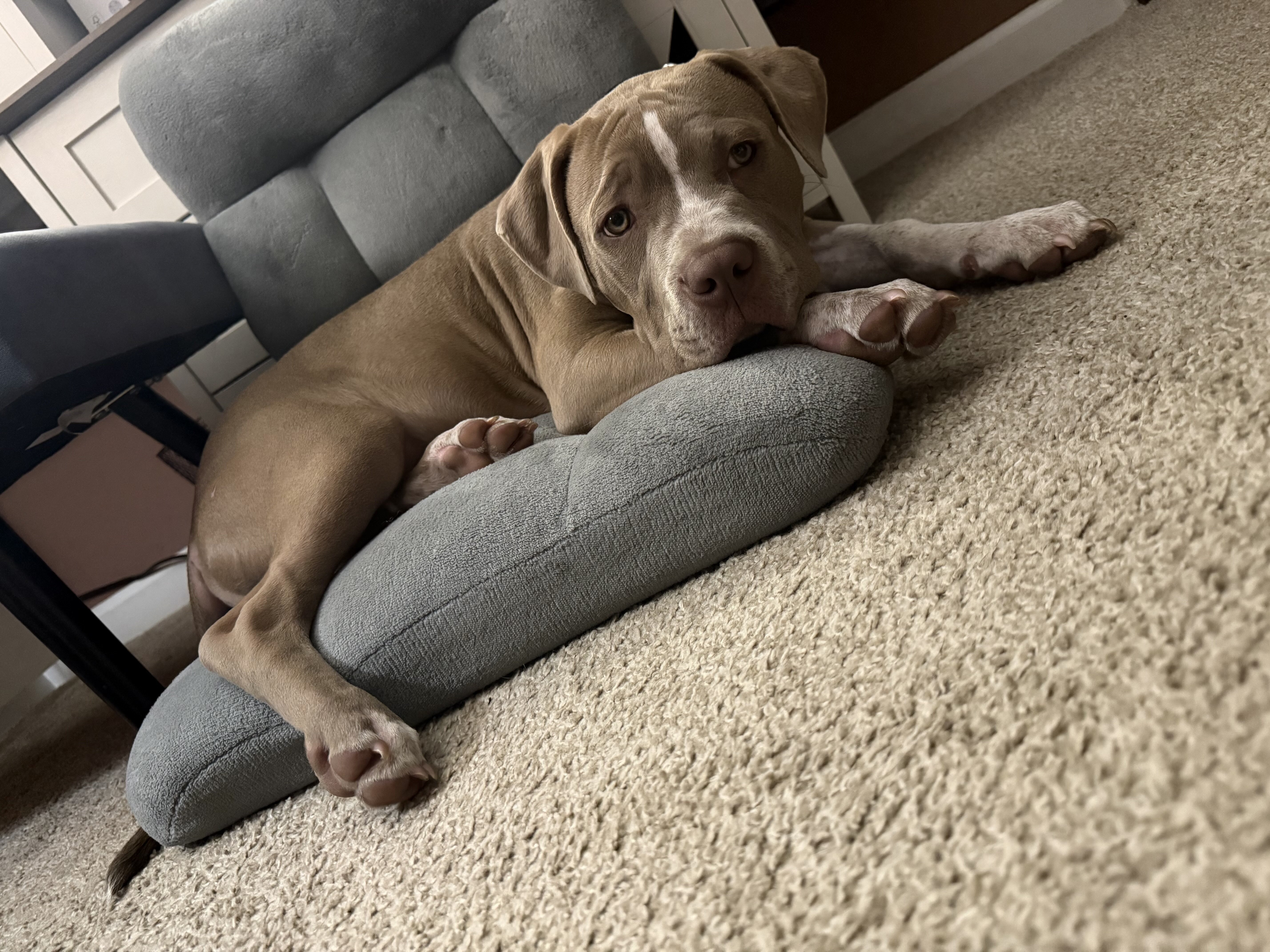 Puppy American bully image 1