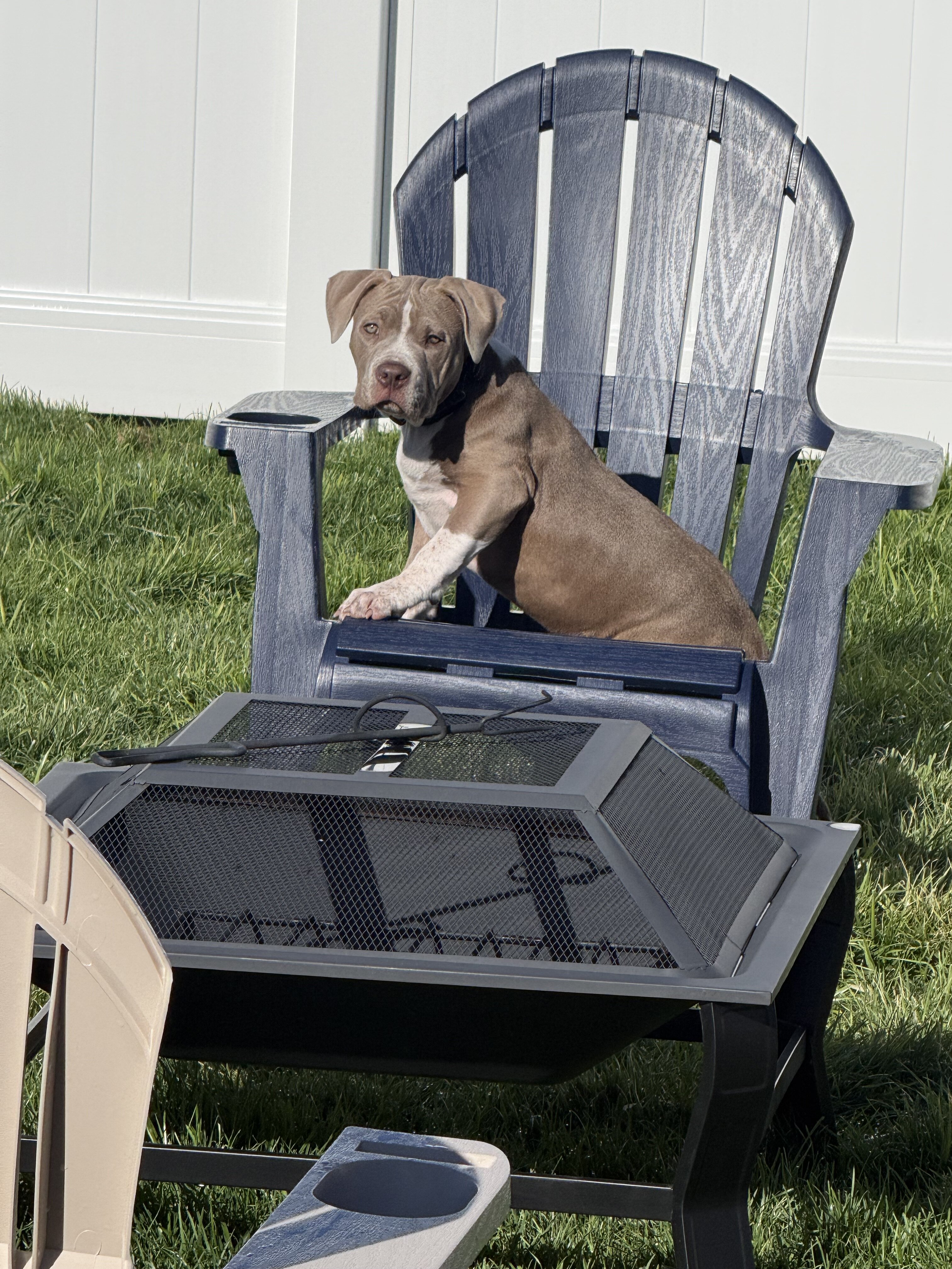Puppy American bully image 5