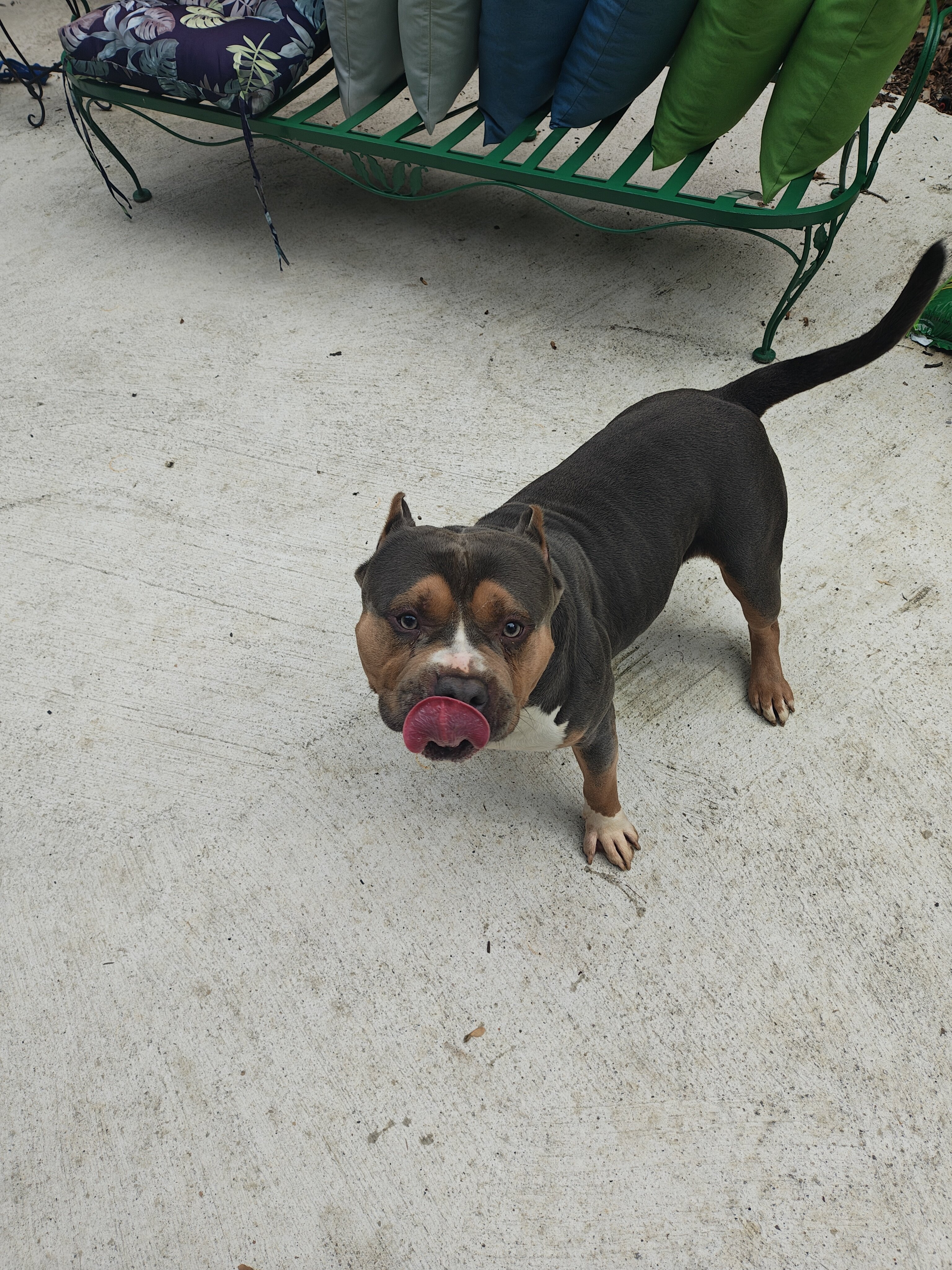 Male bully image 1