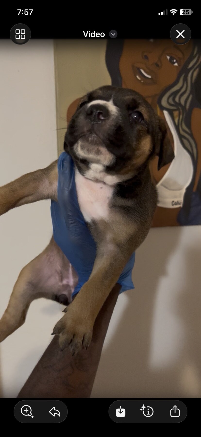 Cane Corso Puppy for Sale Charlotte, NC image 1