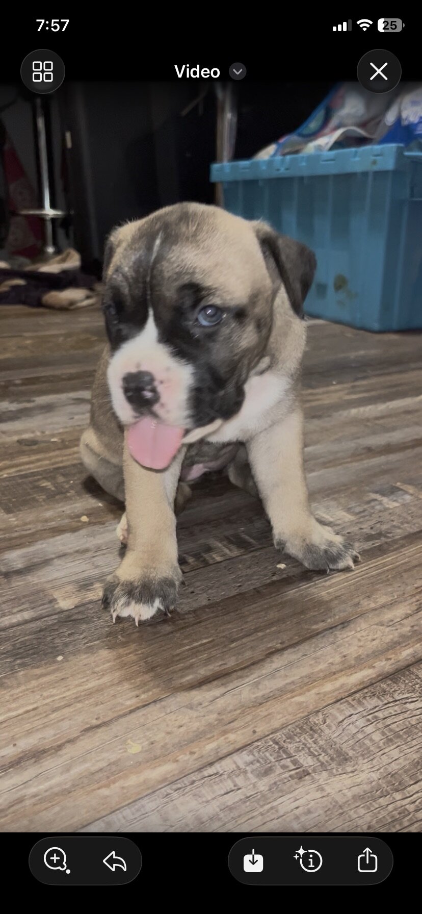 Cane Corso Puppy for Sale Charlotte, NC image 2