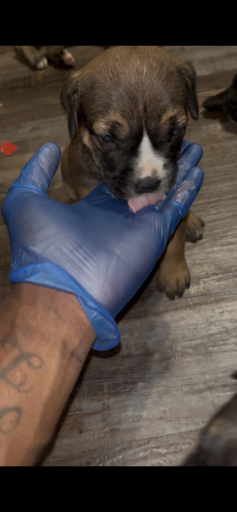 Cane Corso Puppy for Sale Charlotte, NC image 3