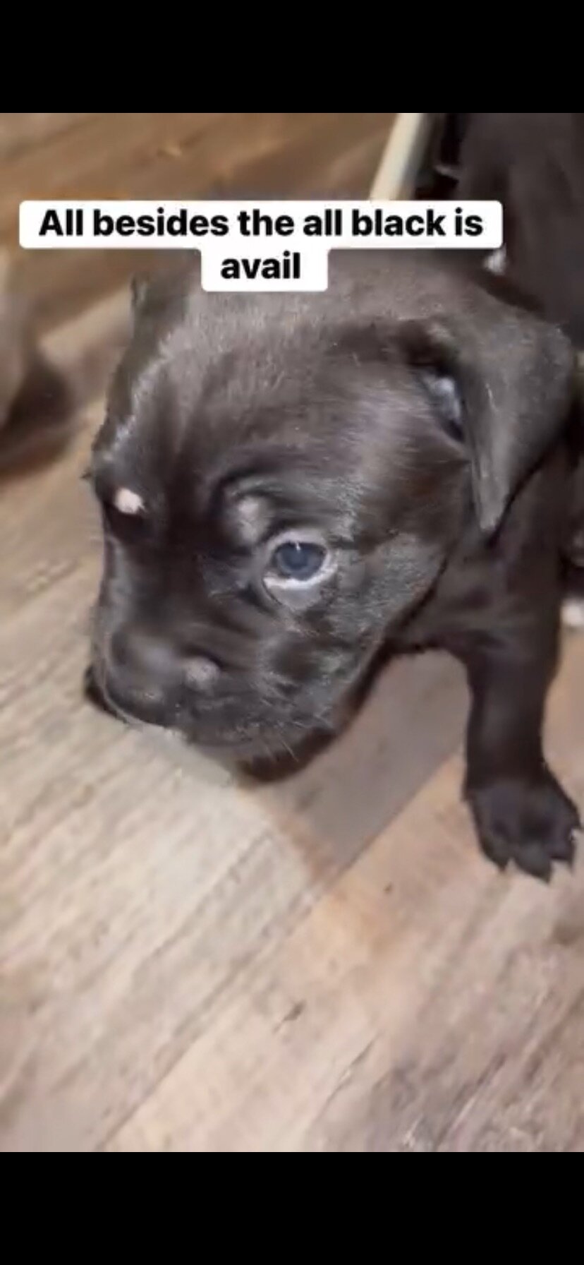 Cane Corso Puppy for Sale Charlotte, NC image 4