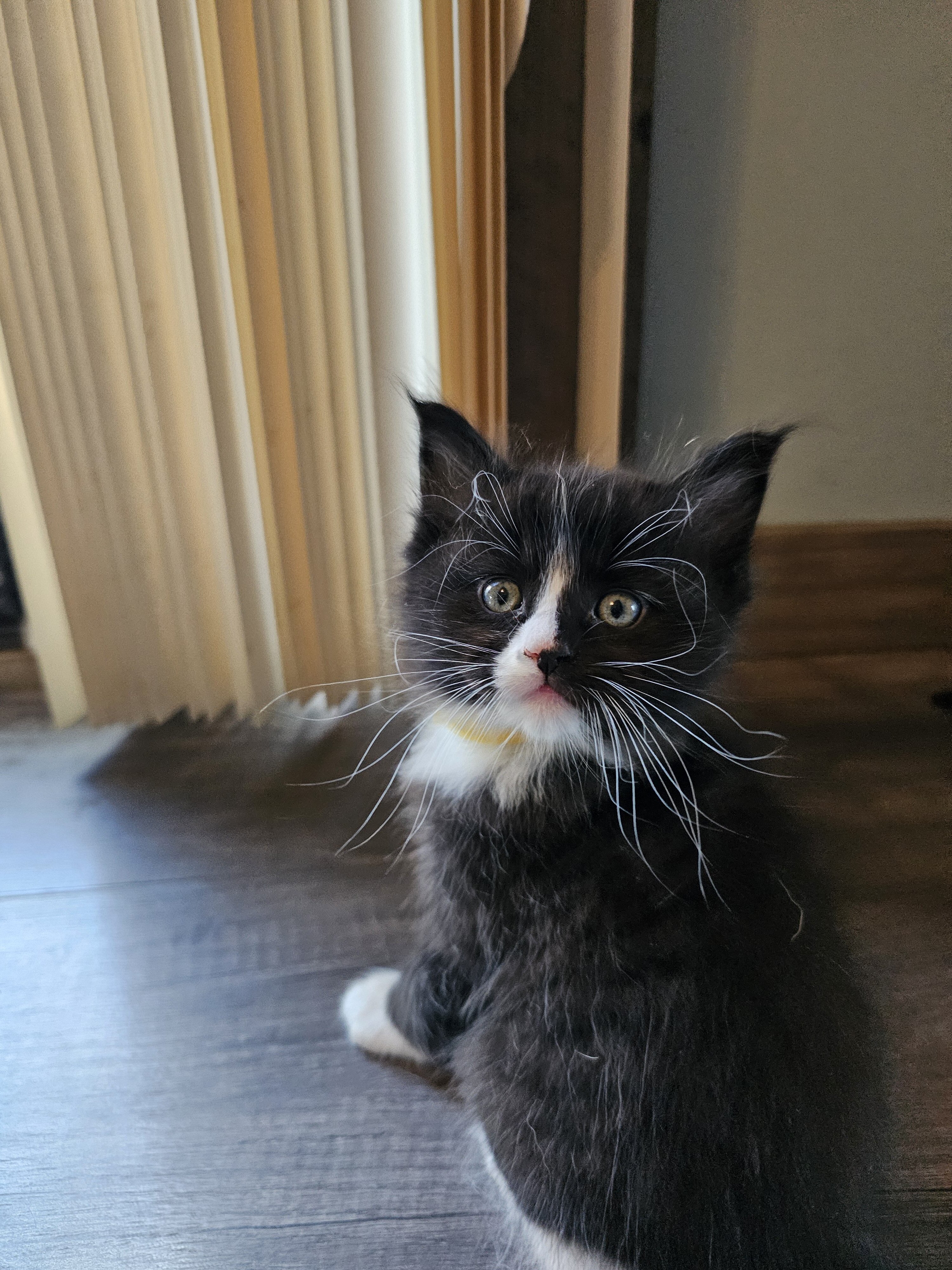Ragcoon Kittens image 6