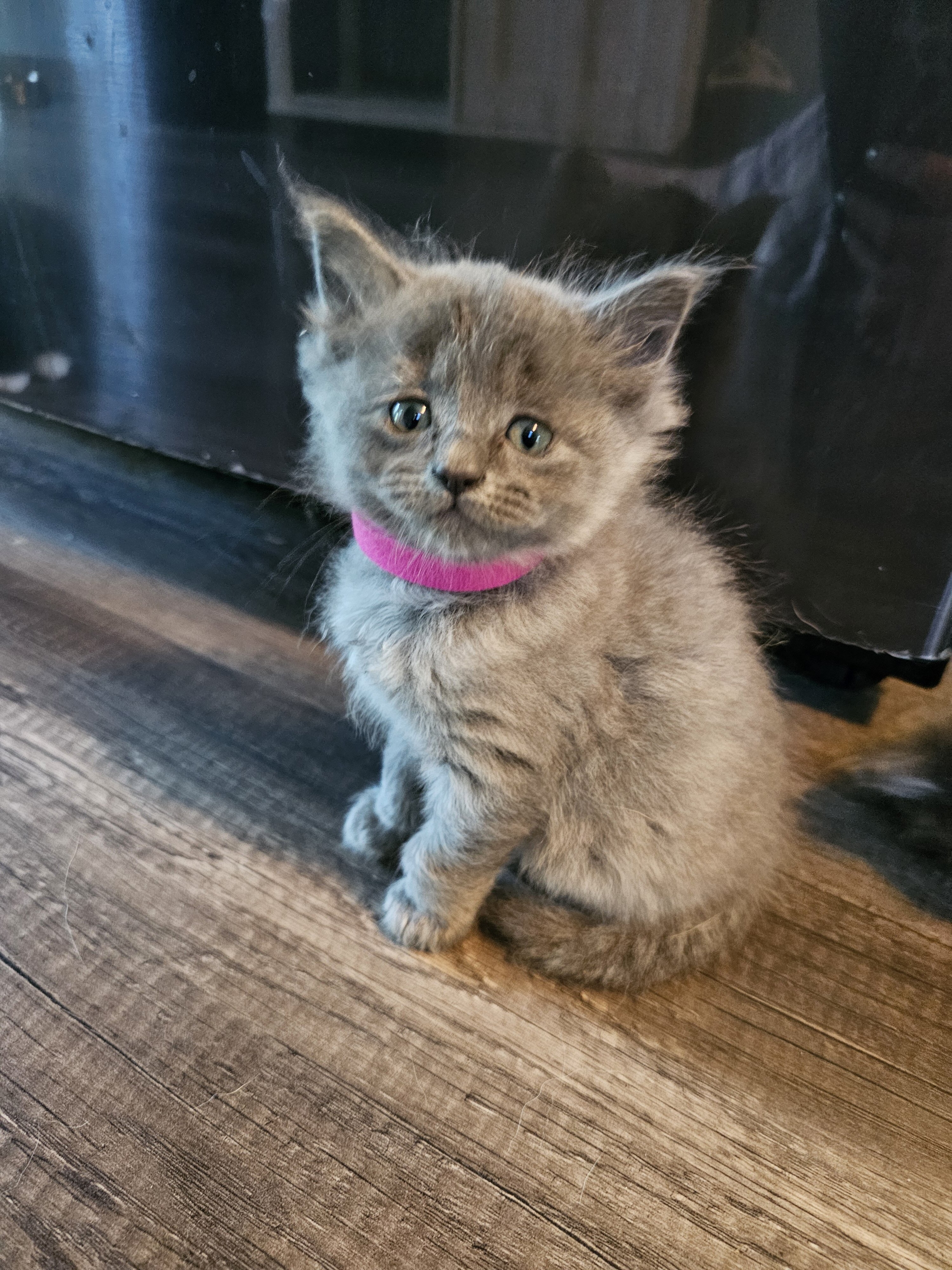 Ragcoon Kittens image 5