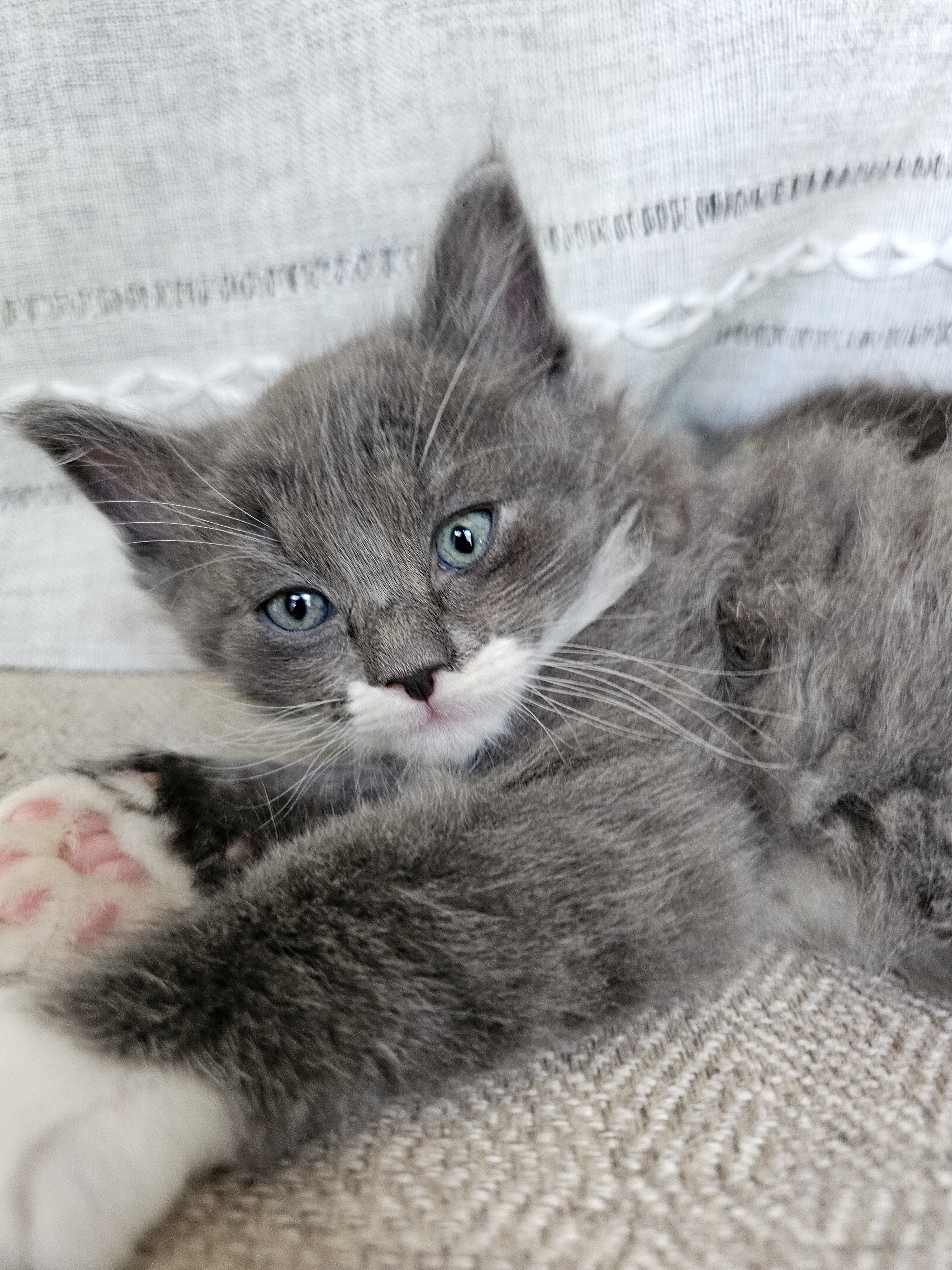 Ragcoon Kittens image 2