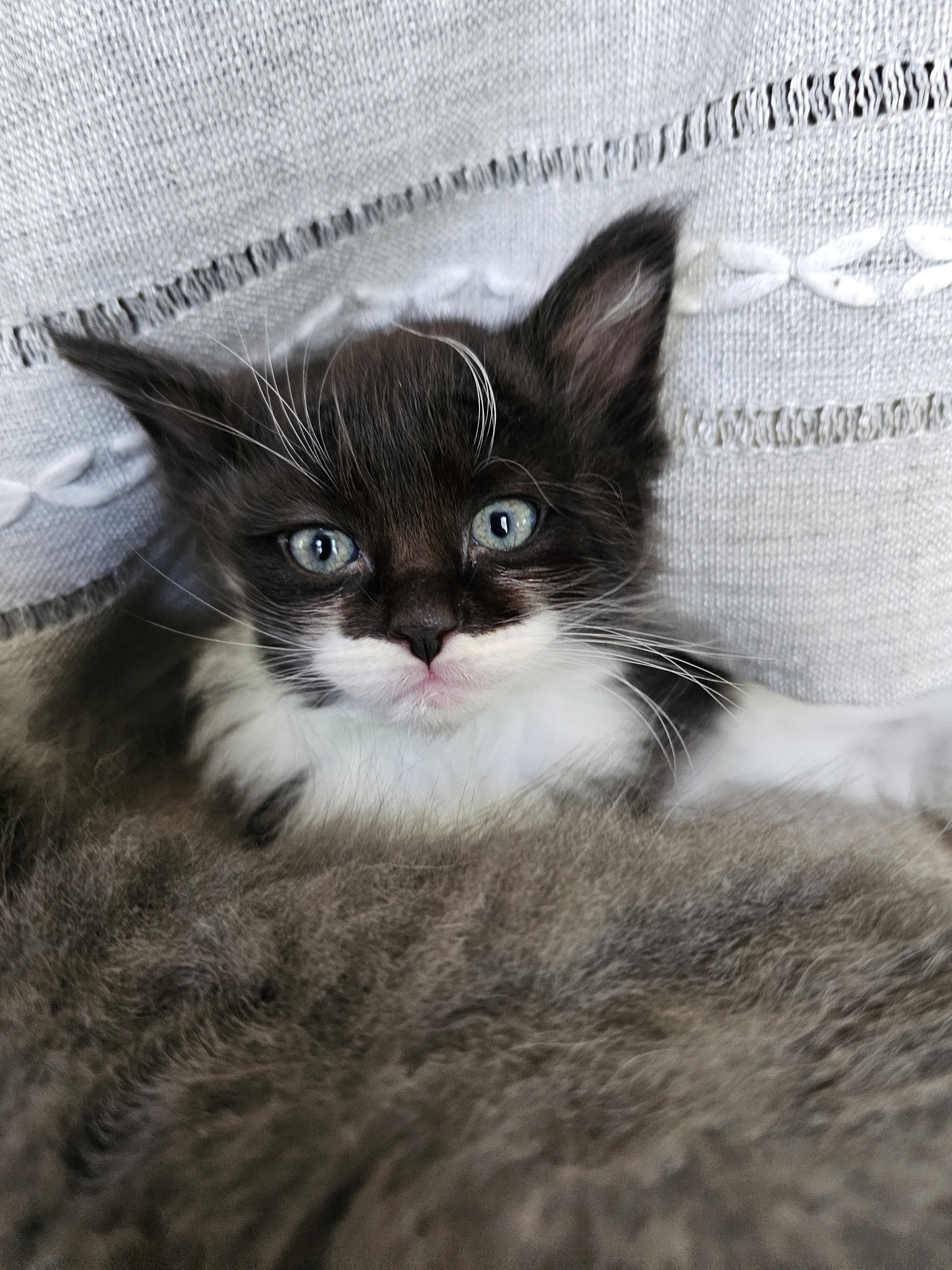 Ragcoon Kittens image 4
