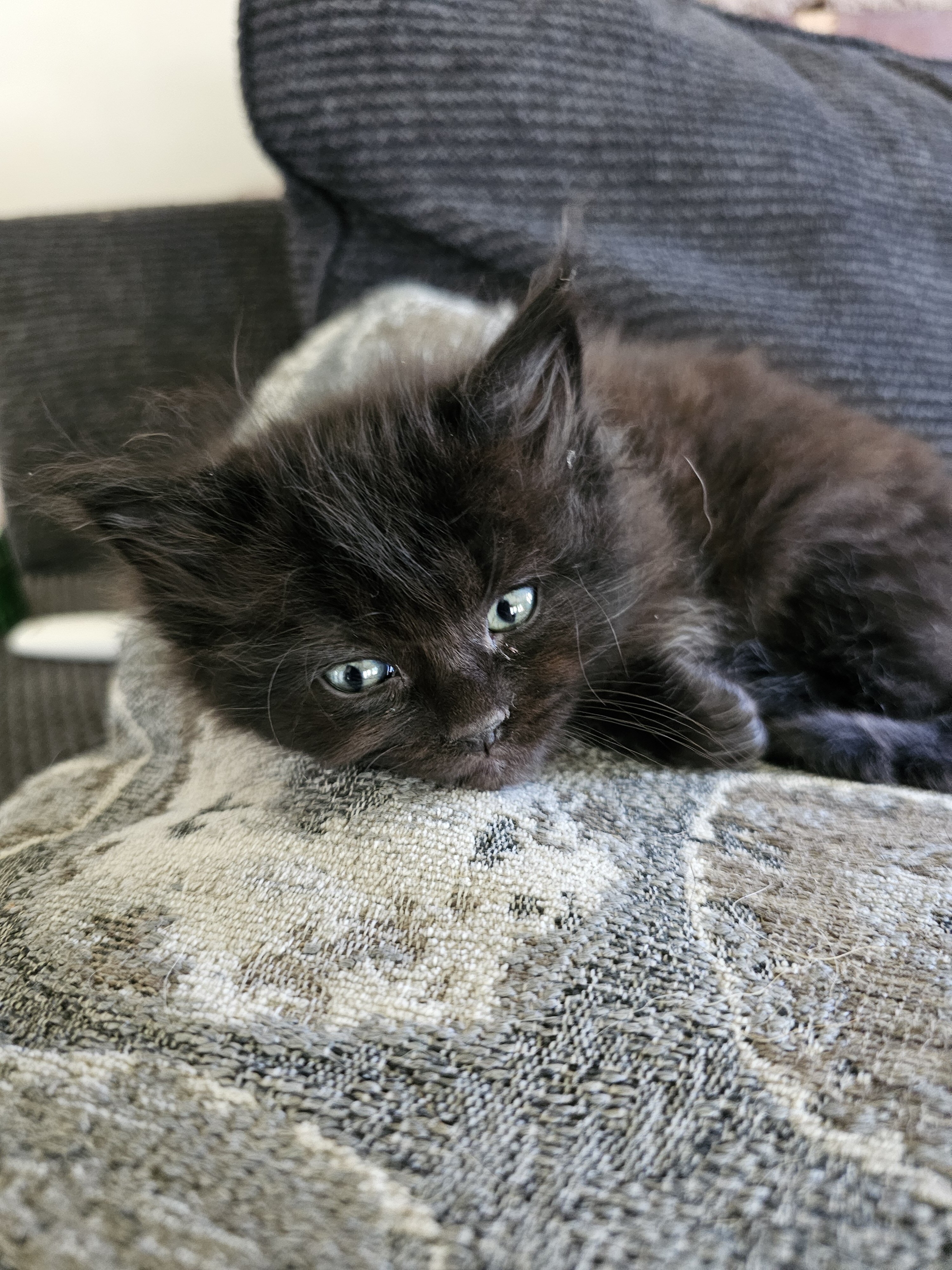 Ragcoon Kittens image 1