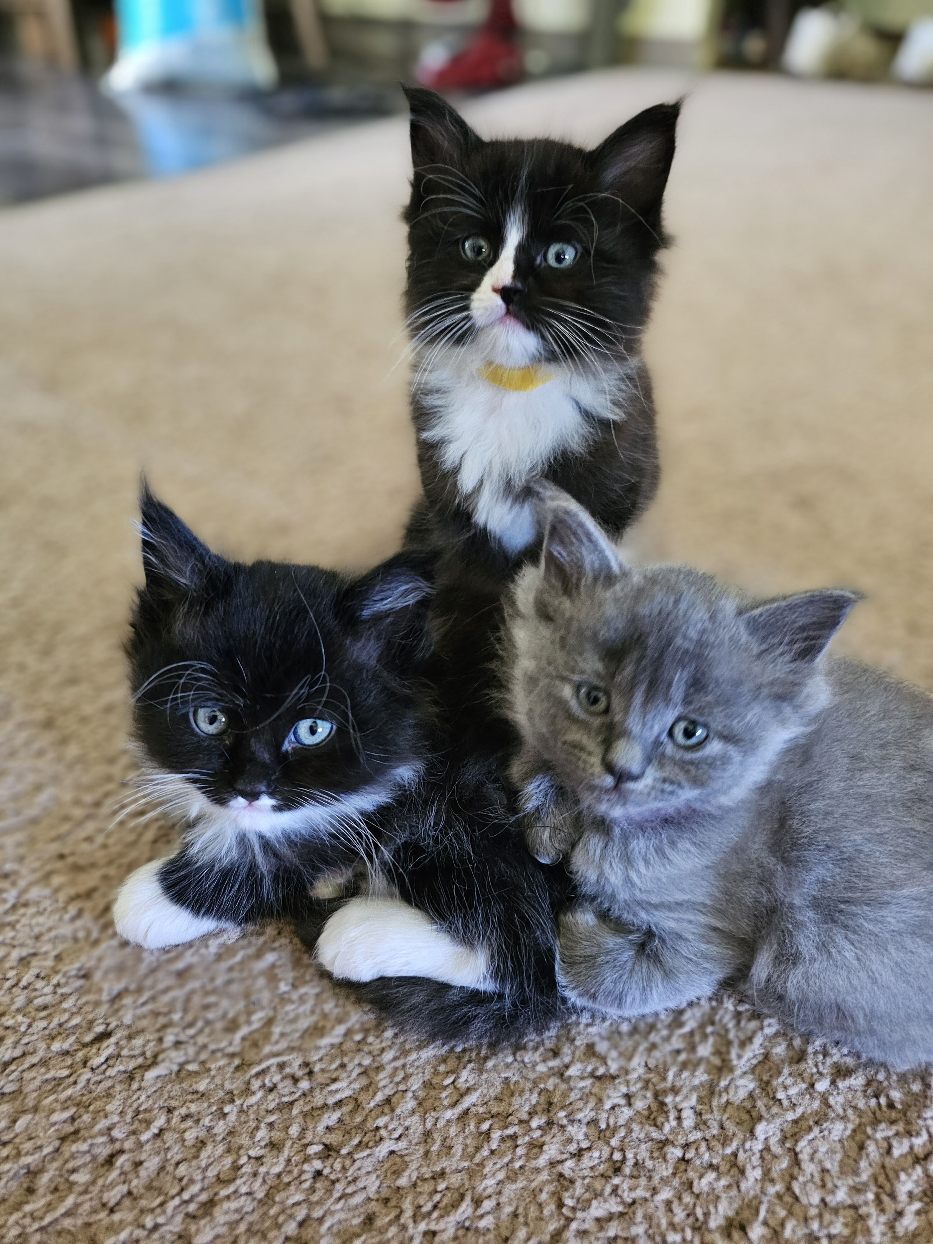 Ragcoon Kittens image 3