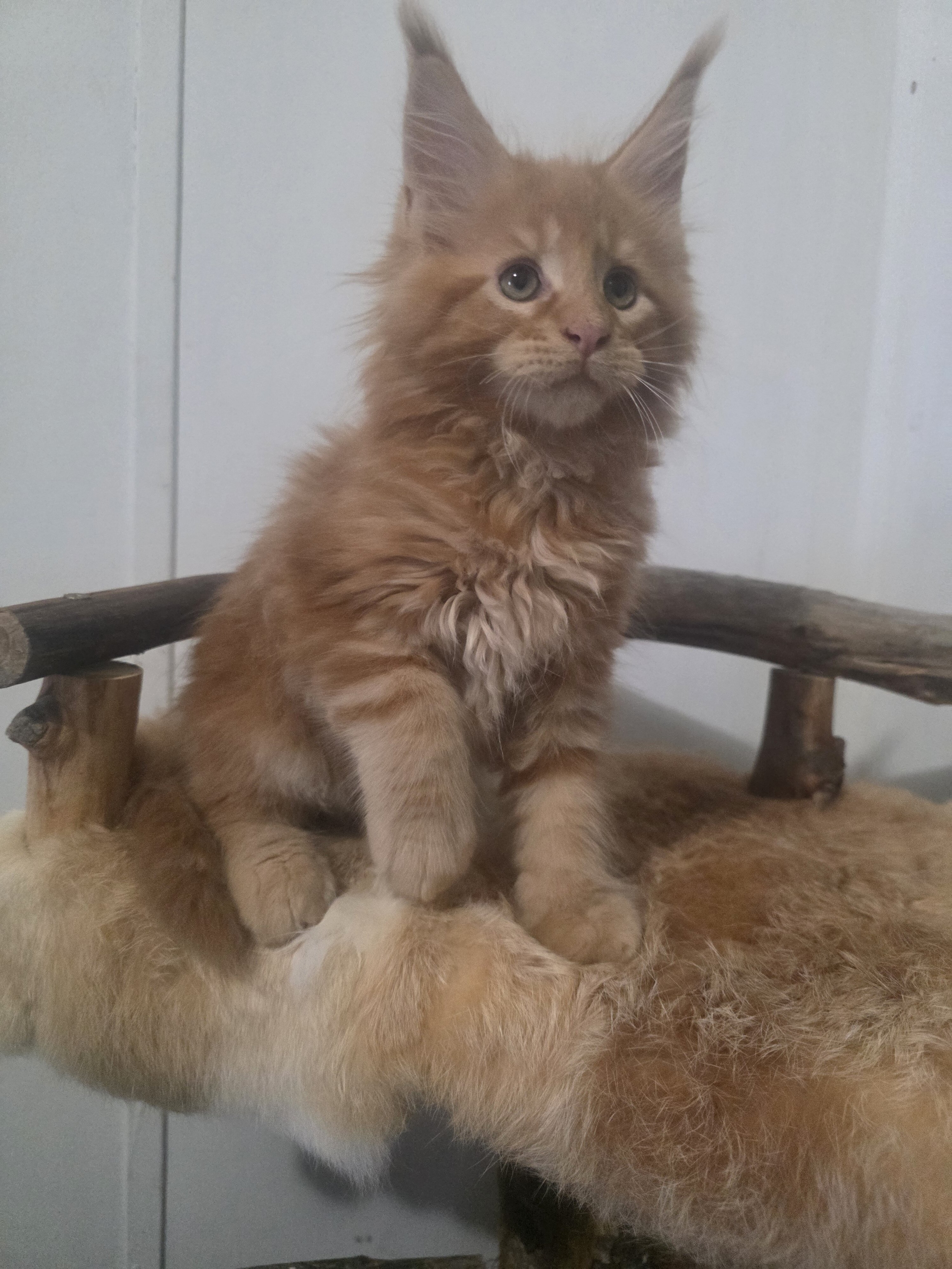 European Maine Coon kittens image 10
