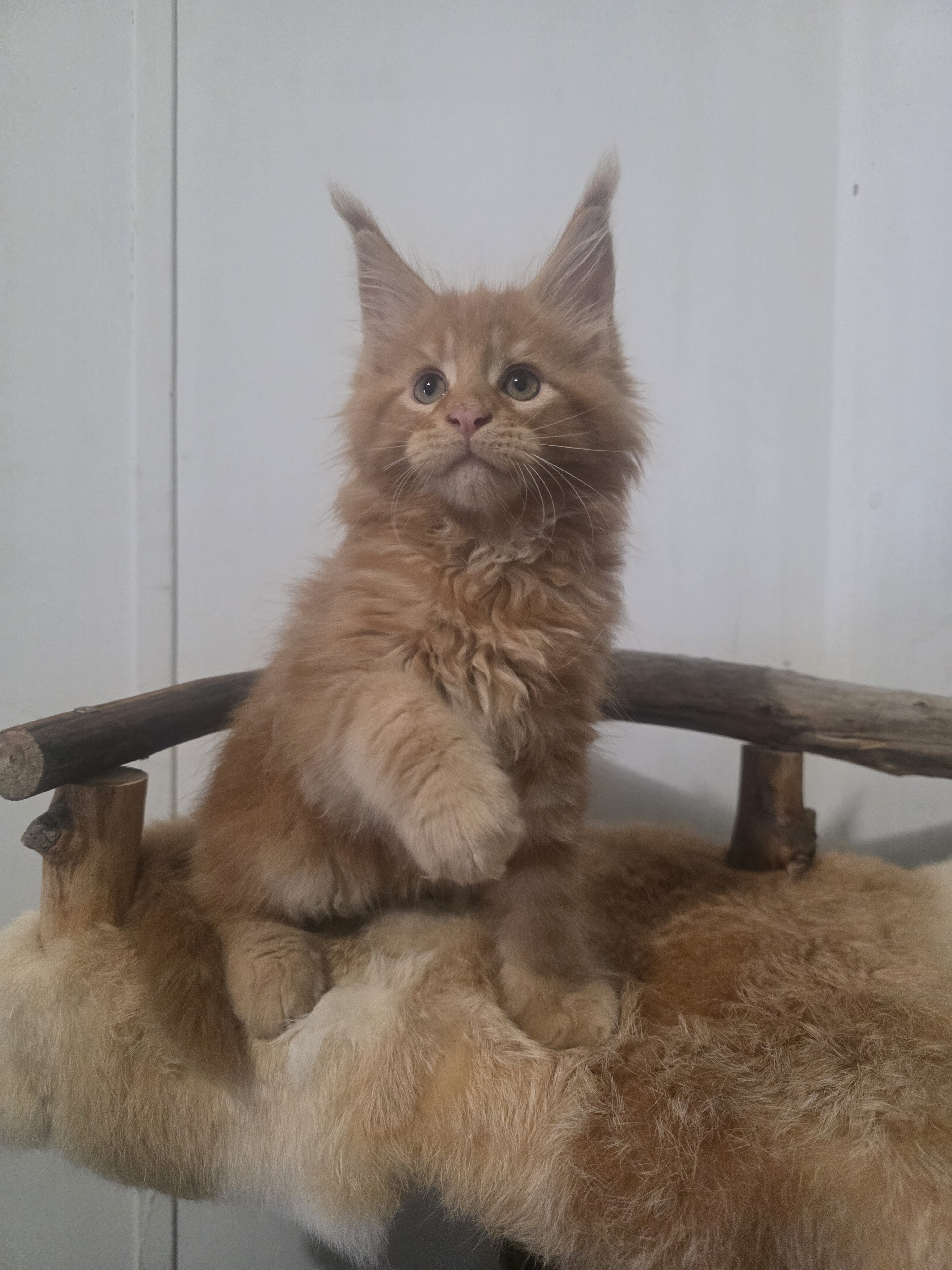 European Maine Coon kittens image 13