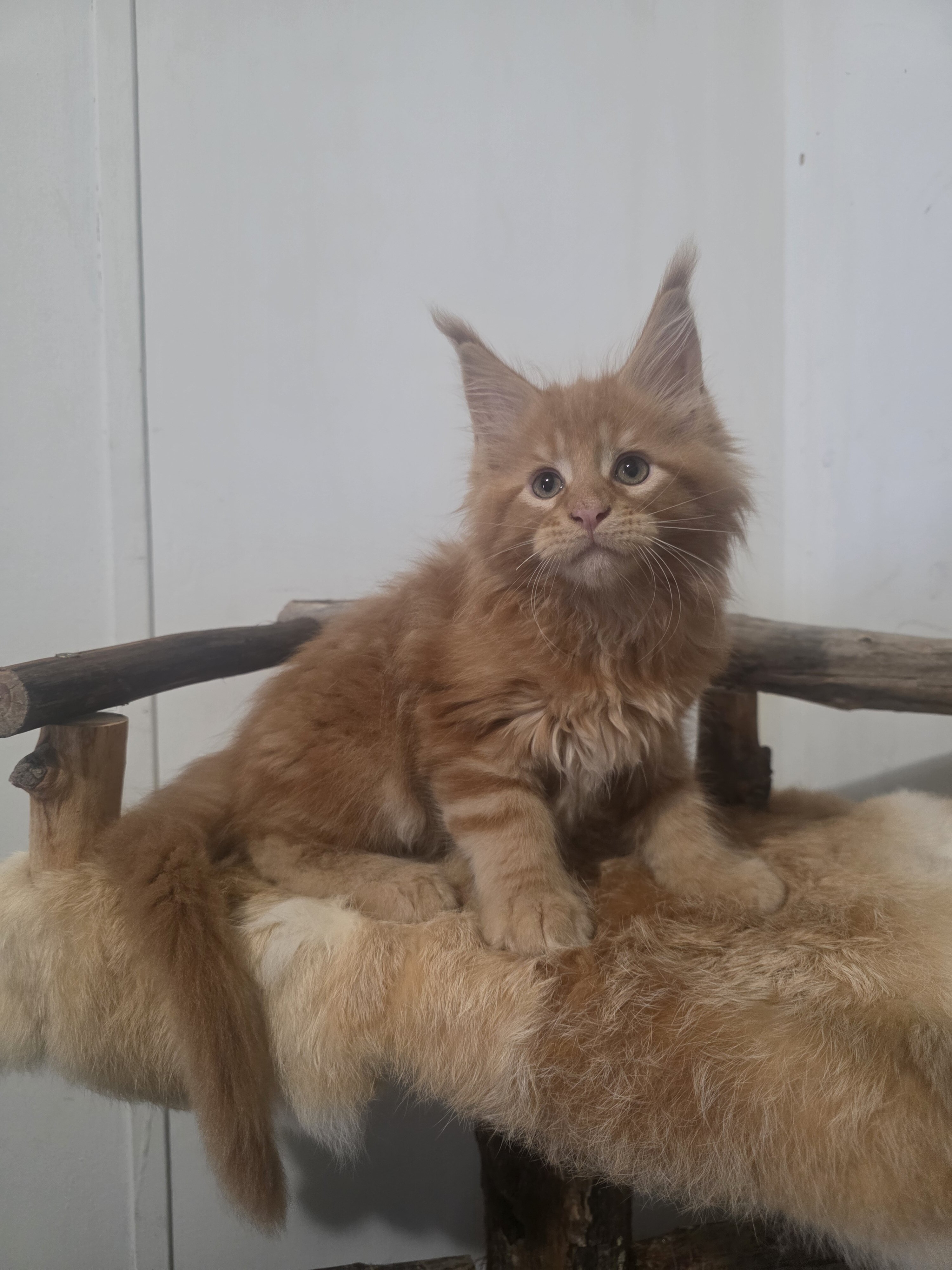European Maine Coon kittens image 9