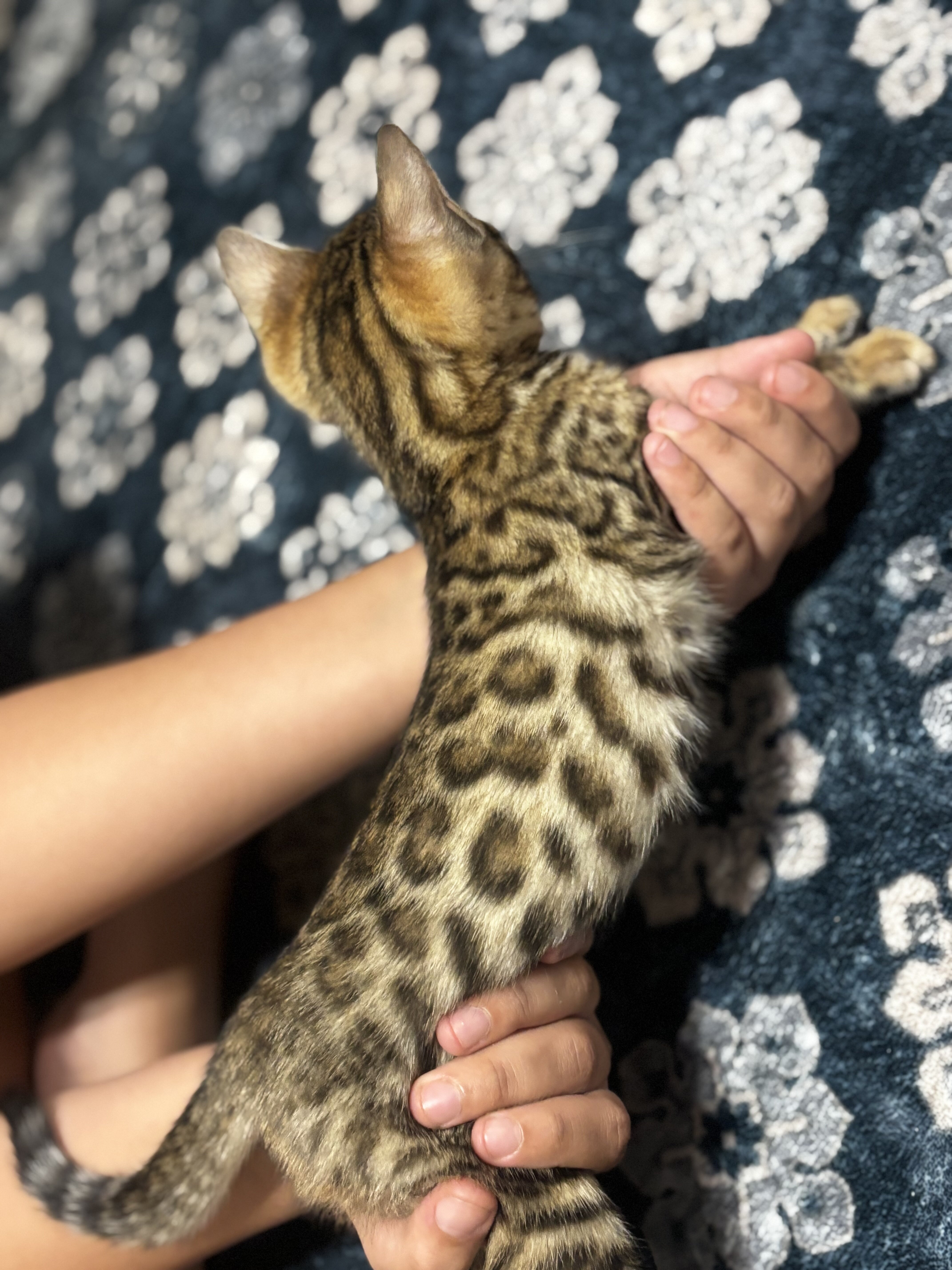 Bengal Kitten image 1