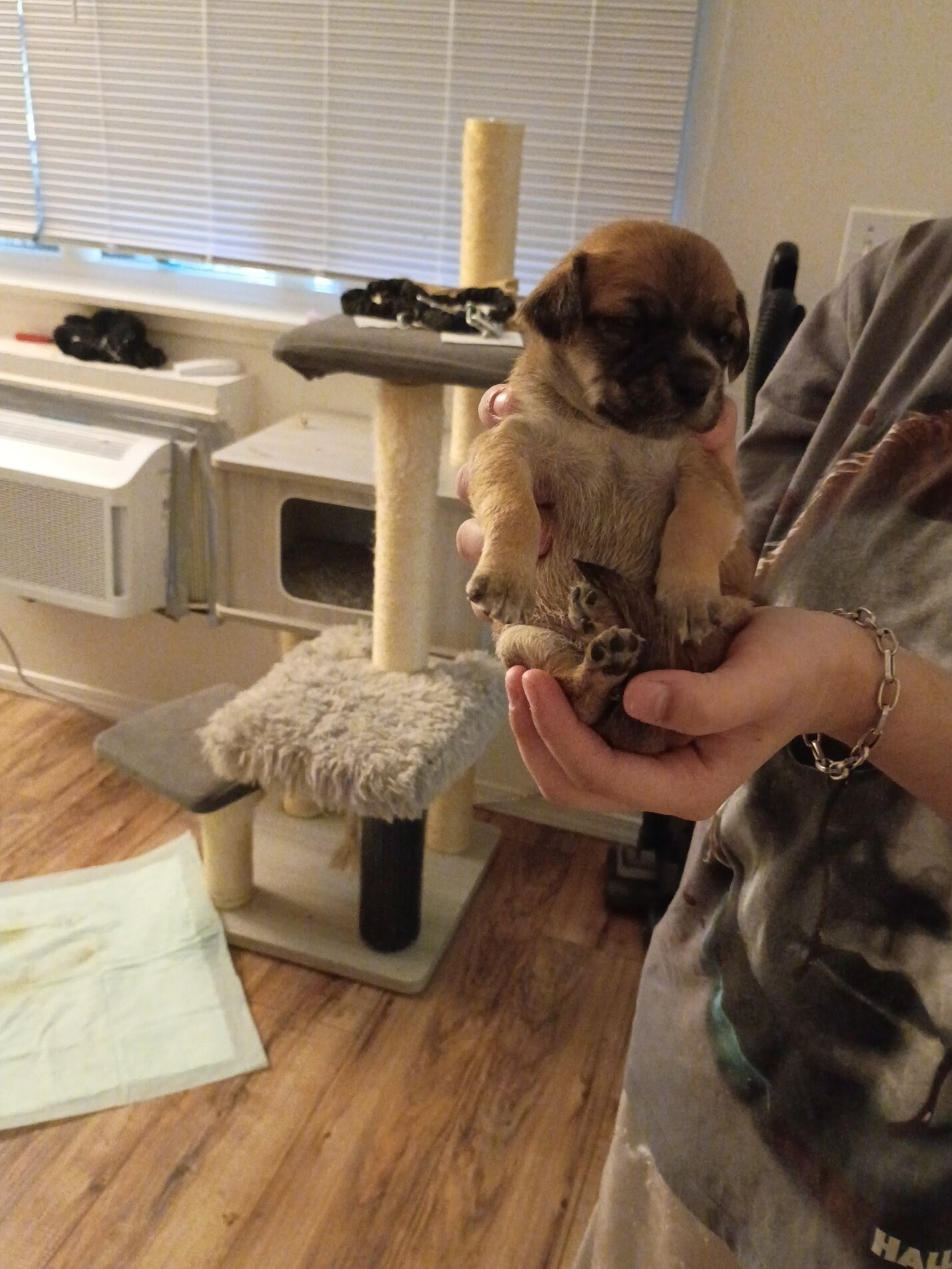 Pug Chihuahua Puppies image 1