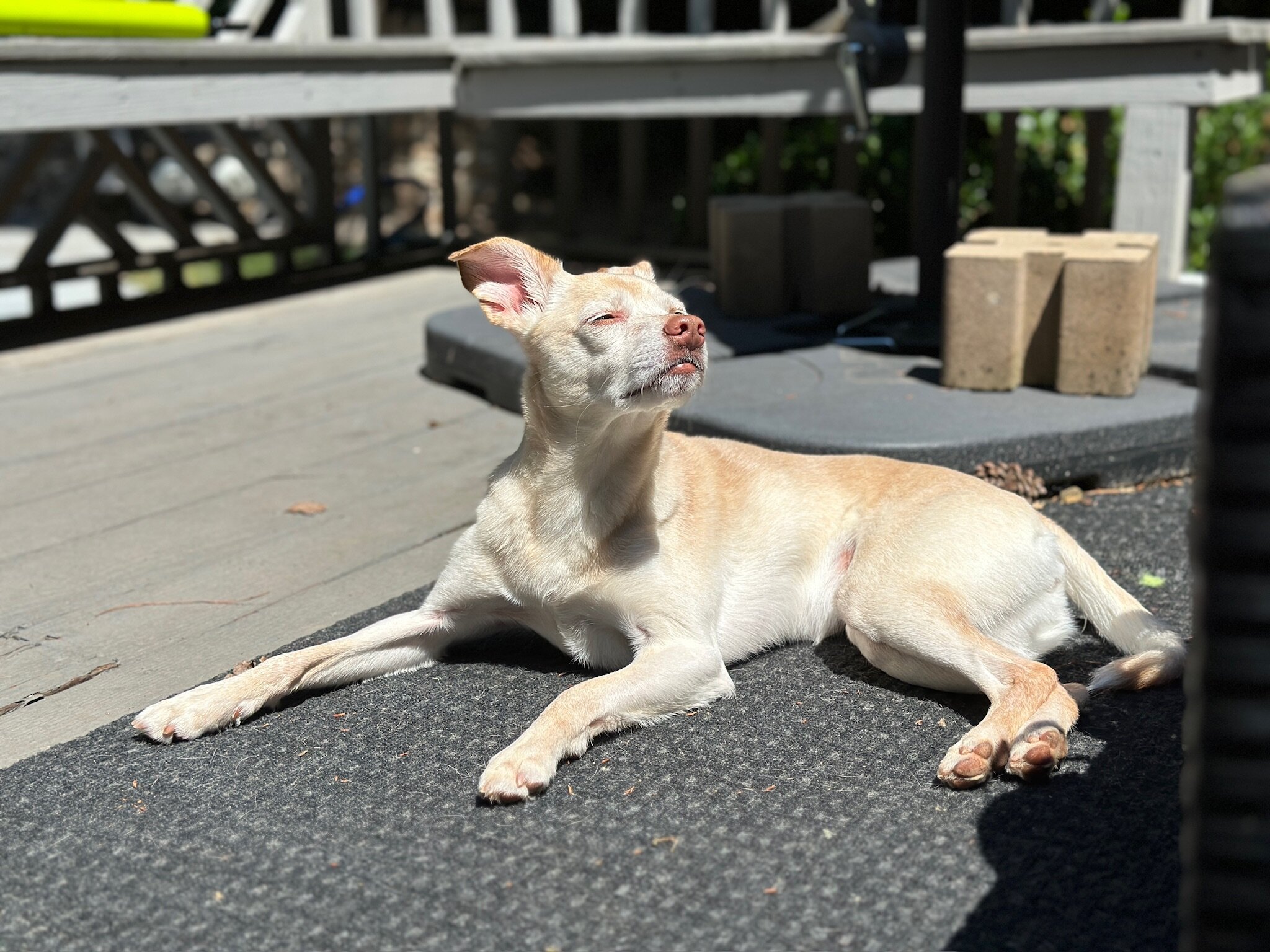 Energetic and Cuddly Whippet/Chihuahua Mix image 3