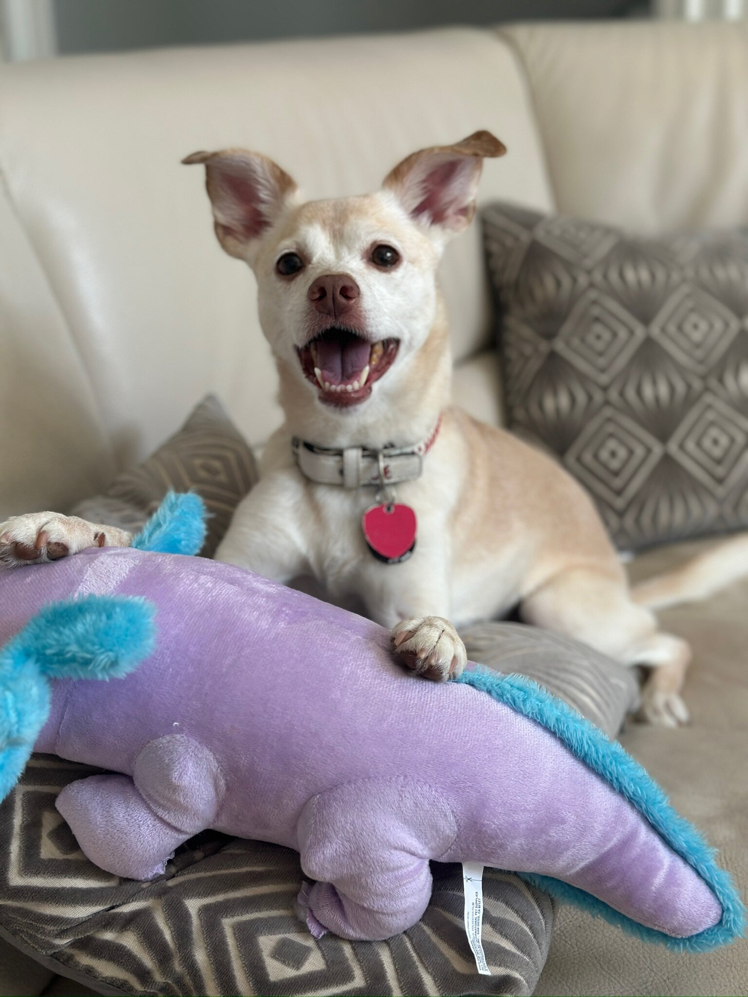 Energetic and Cuddly Whippet/Chihuahua Mix image 2