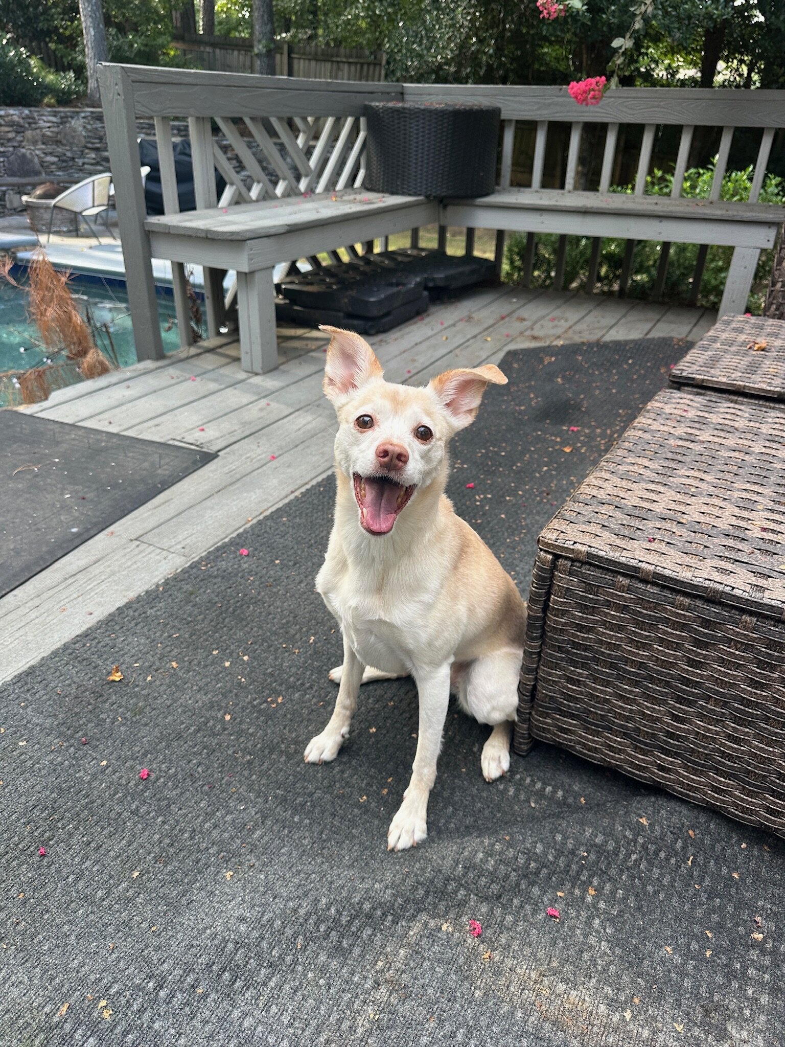 Energetic and Cuddly Whippet/Chihuahua Mix image 1