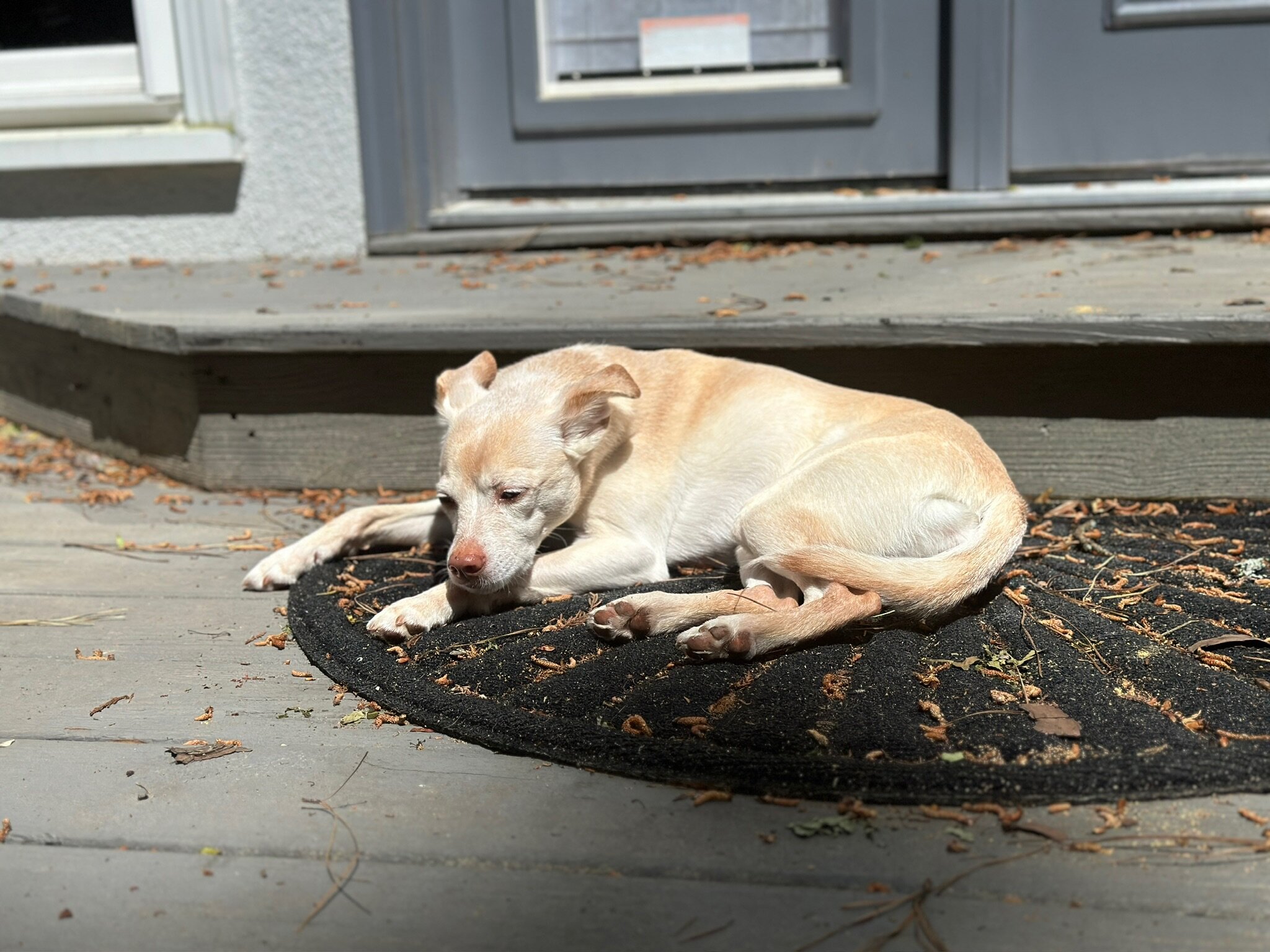 Energetic and Cuddly Whippet/Chihuahua Mix image 4