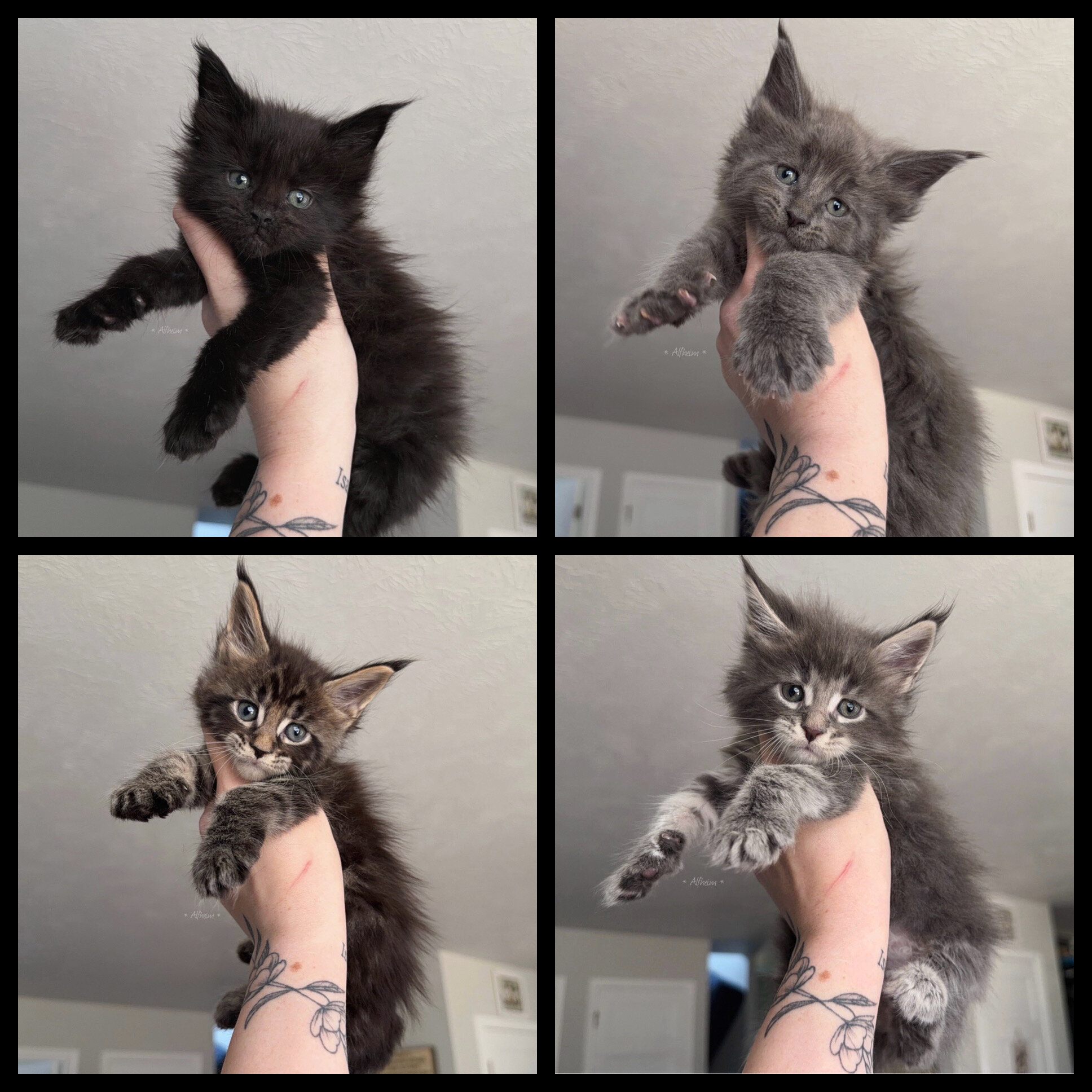 Maine coons (European health tested line) image 1