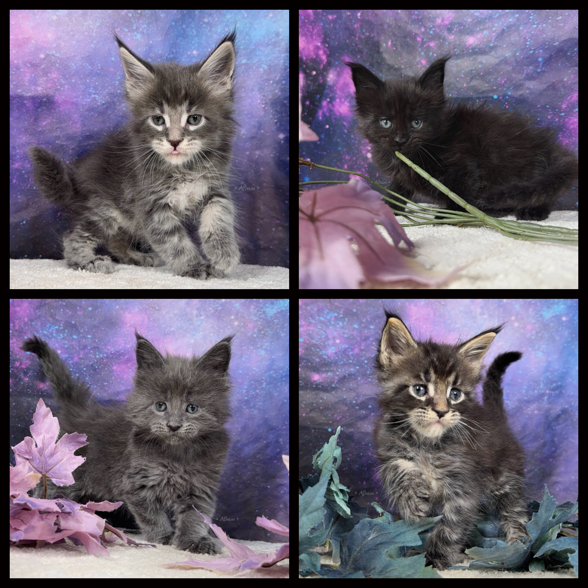 Maine coons (European health tested line) image 3