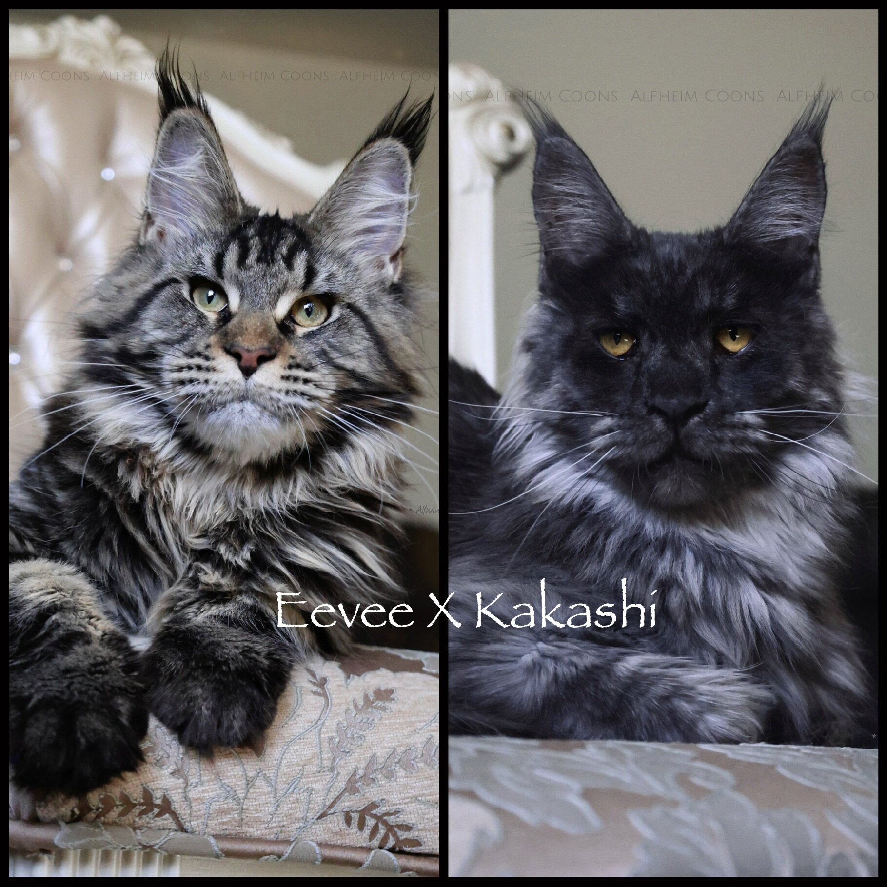 Maine coons (European health tested line) image 2