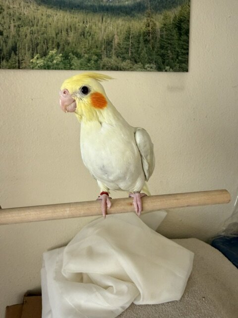 Hand feed tamed Cockatiel image 1