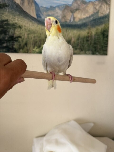 Hand feed tamed Cockatiel image 2