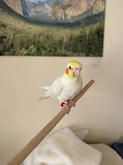 Hand feed tamed Cockatiel image 3
