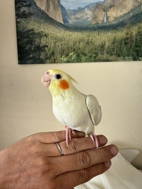 Hand feed tamed Cockatiel image 4