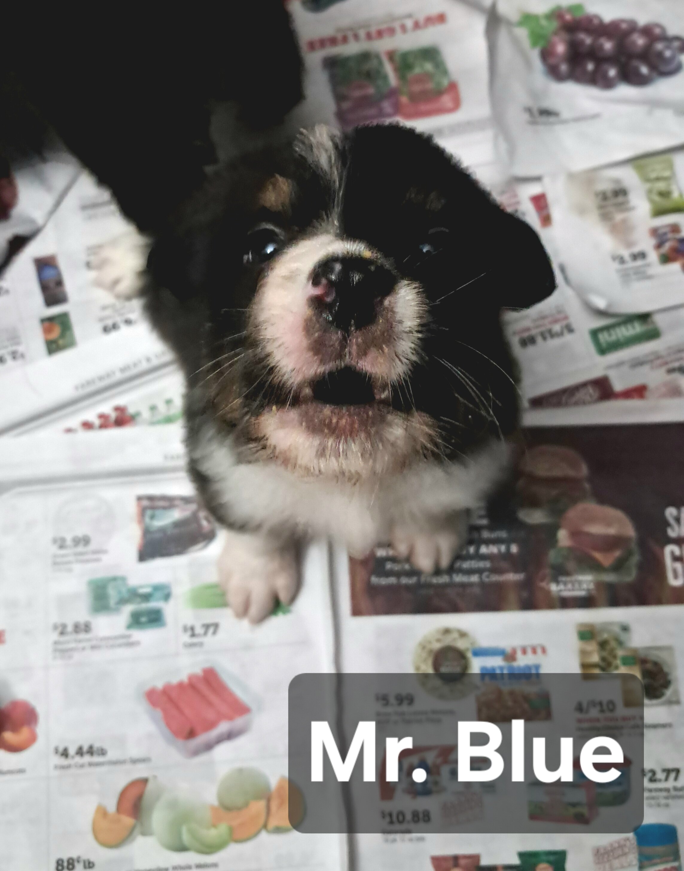Black Tri Mini- Mr Blue image 1