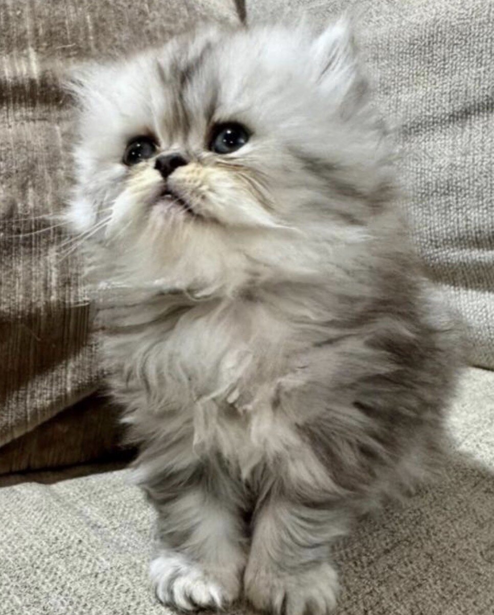 Persian Liter image 1