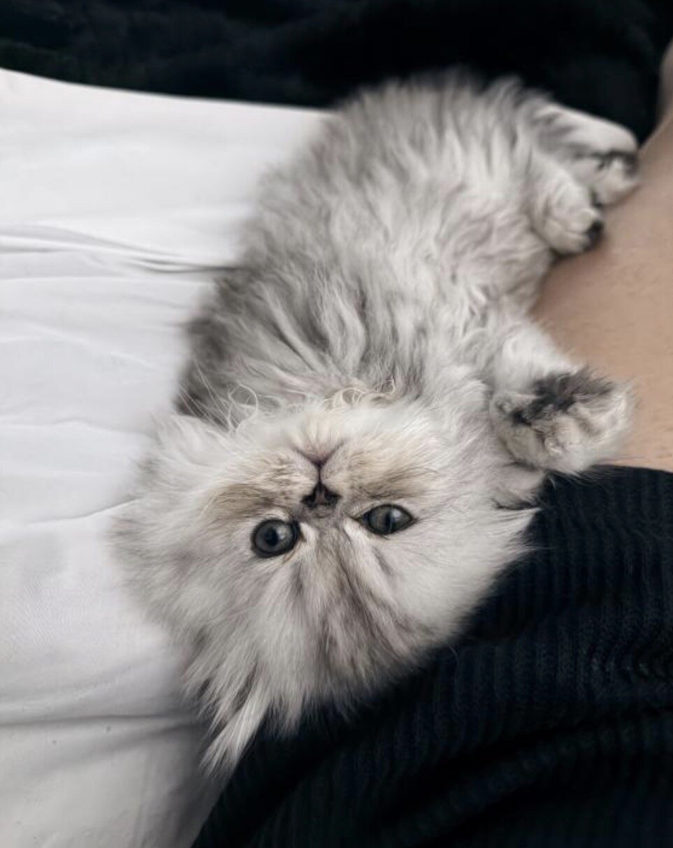 Persian Liter image 2