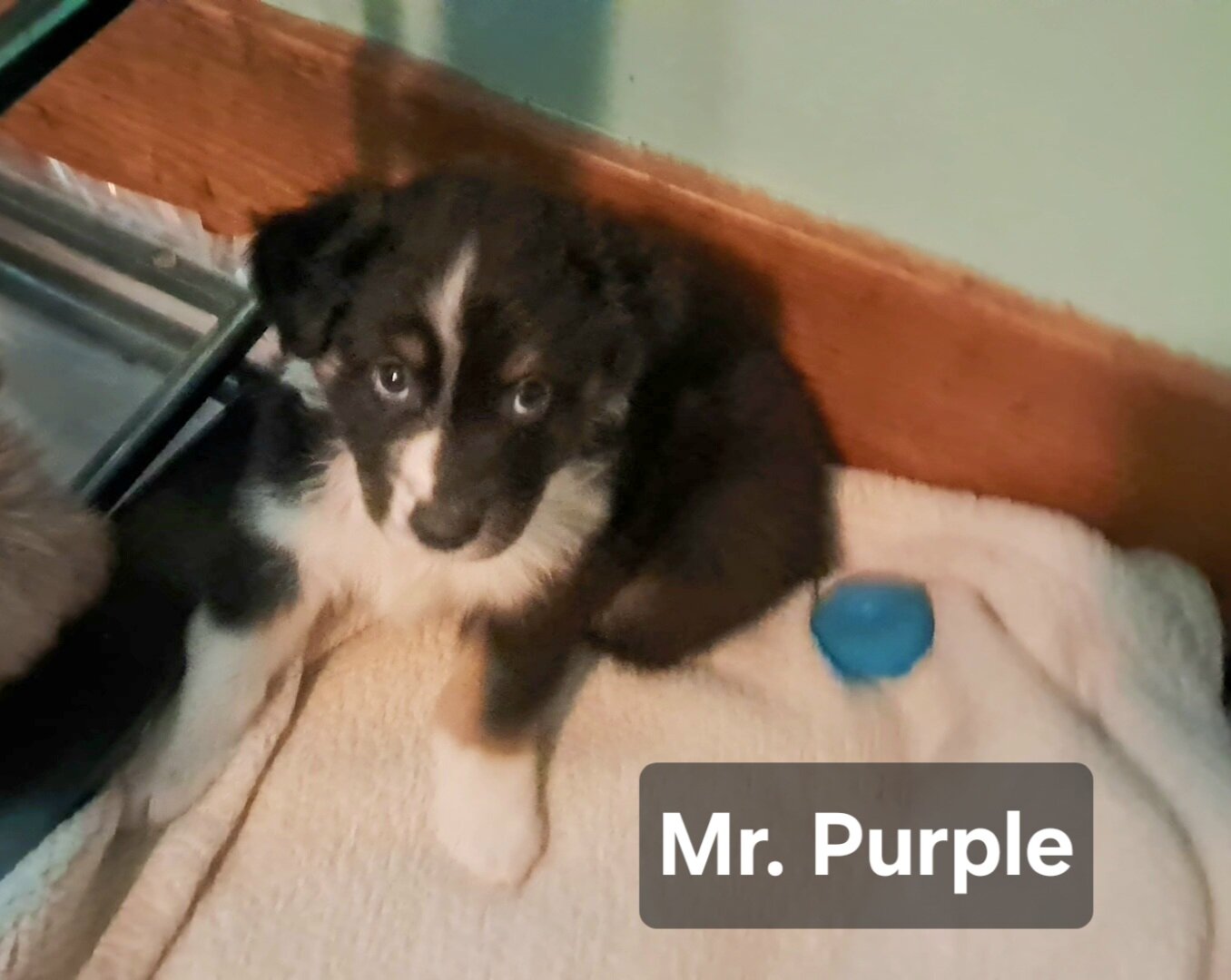 Black Tri- Mr Purple image 1