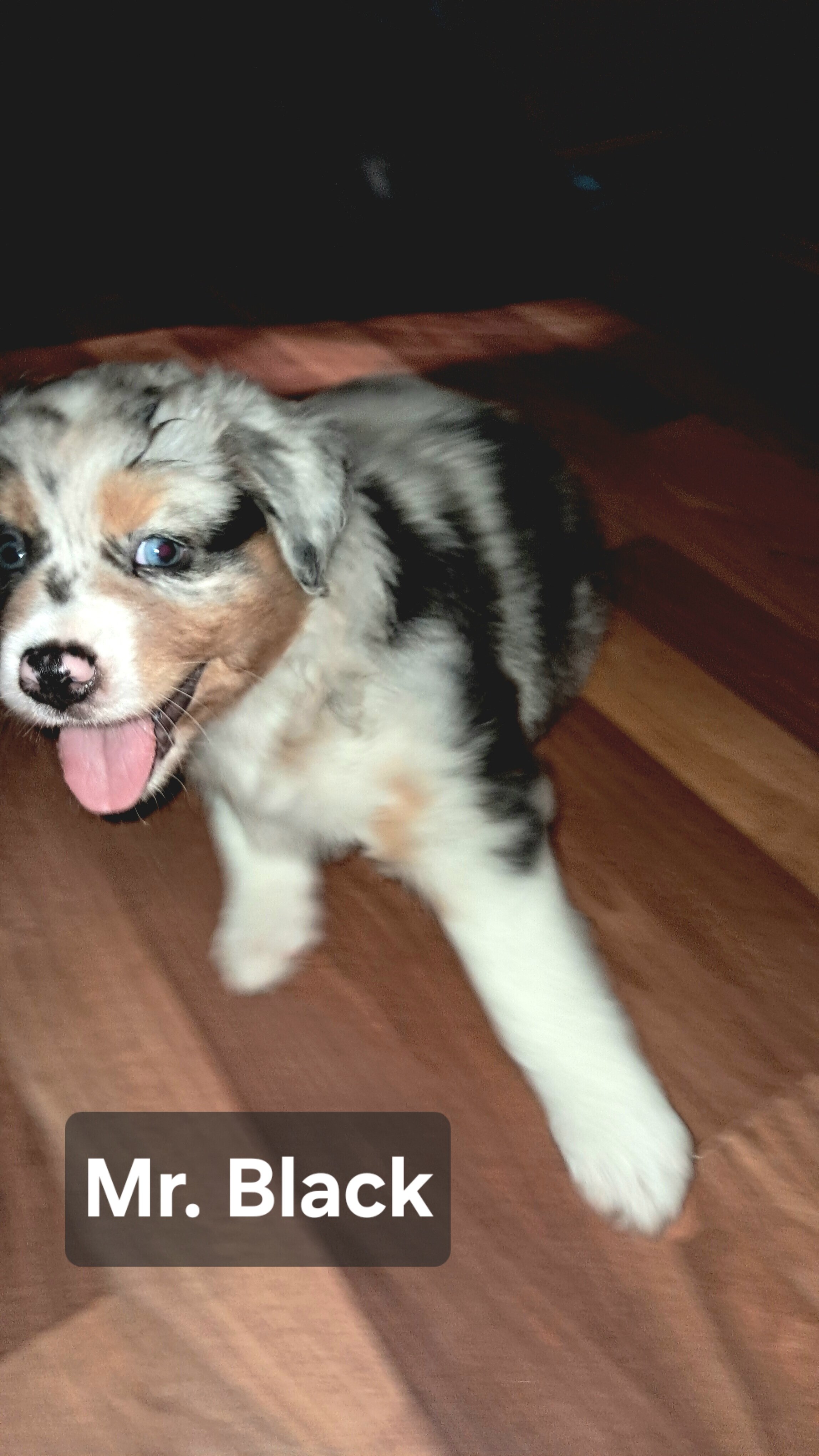 Black Tri/Merle Mix - Mr Black image 1