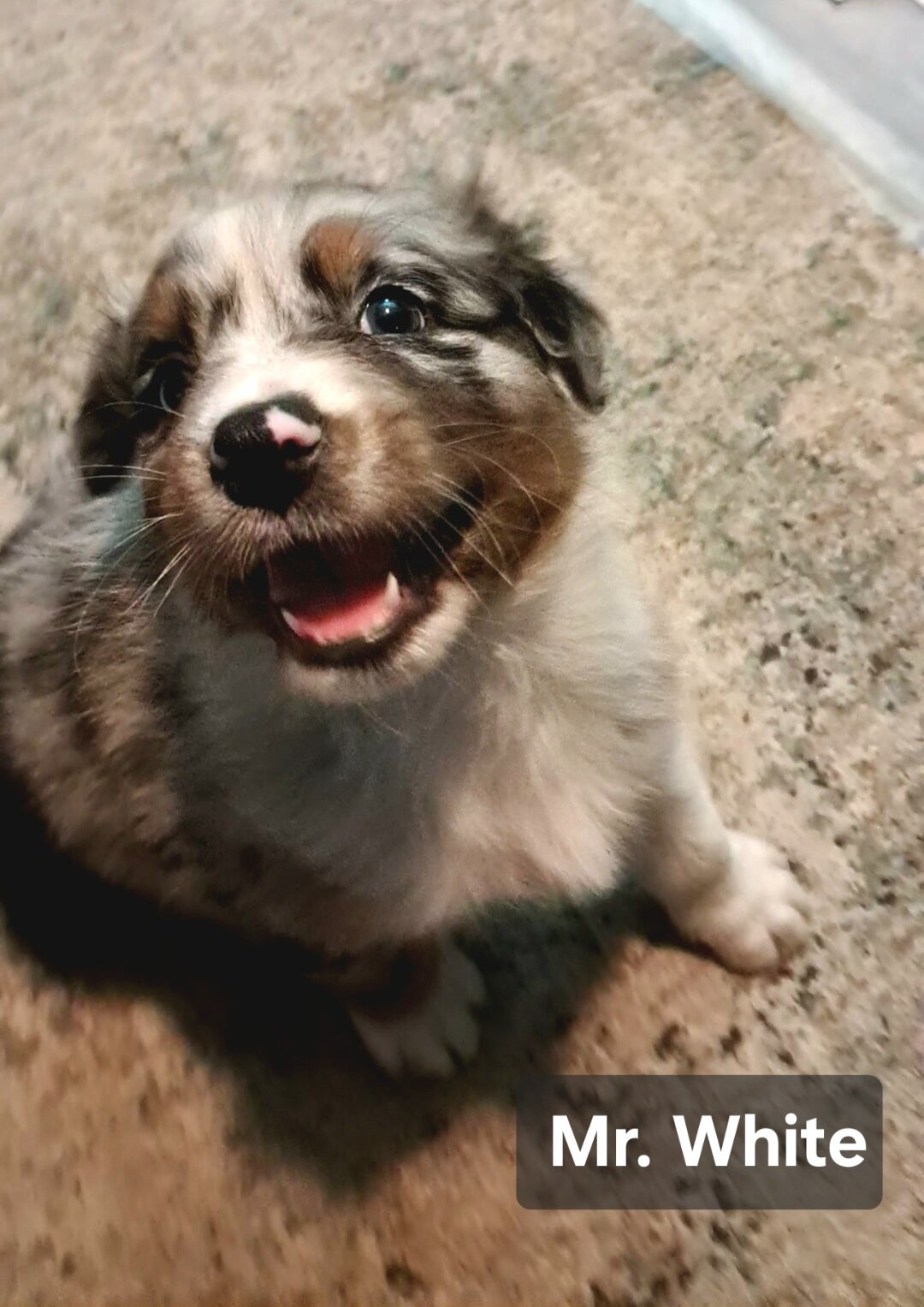 Black Tri/Merle Mini- Mr White image 1