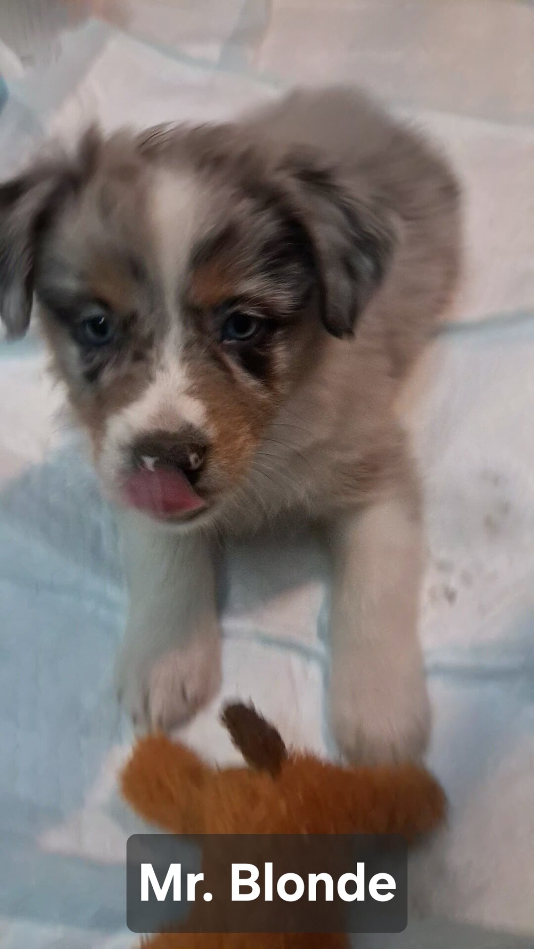 Black Tri/Merle Mix- Mr Blonde image 2