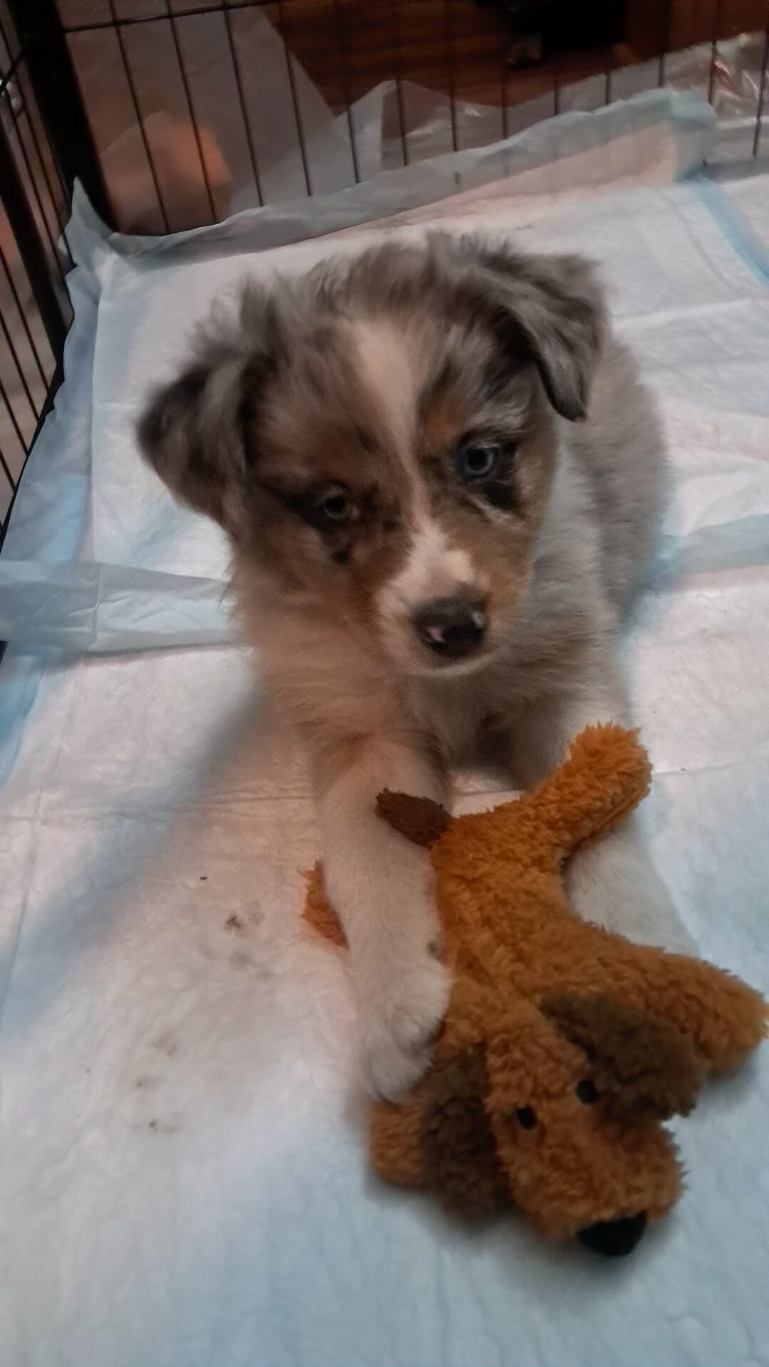 Black Tri/Merle Mix- Mr Blonde image 1